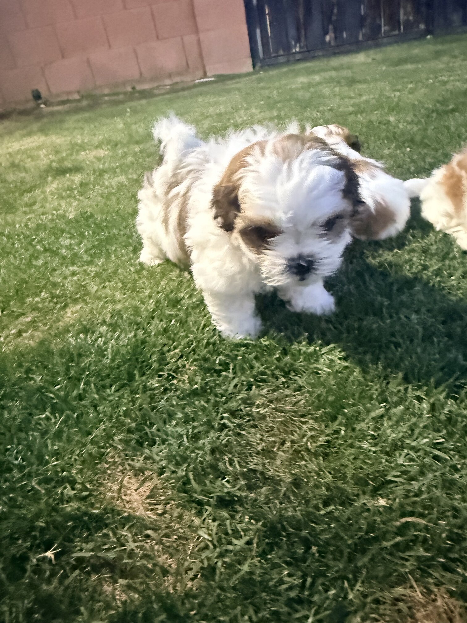 Shih Tzu Puppies image 5