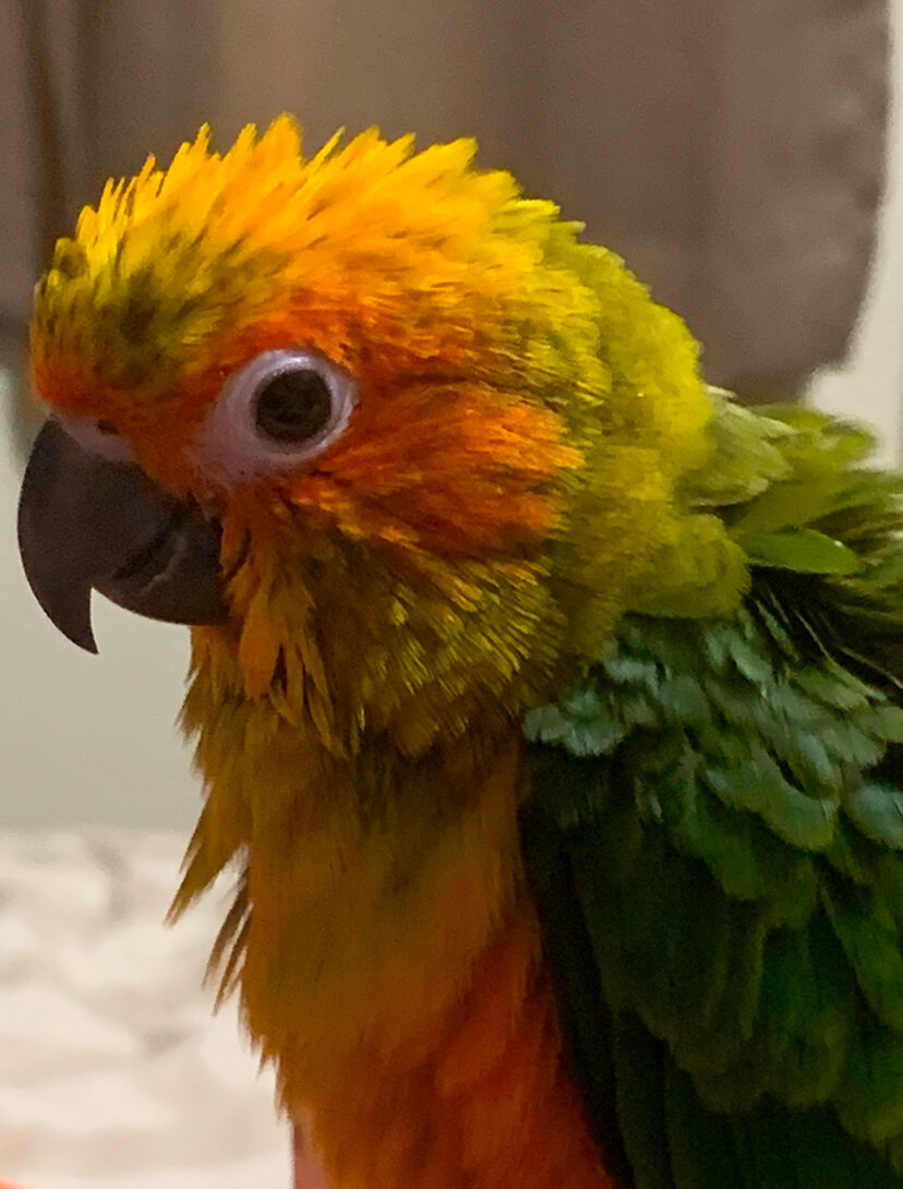 Baby Sun Conure image 4