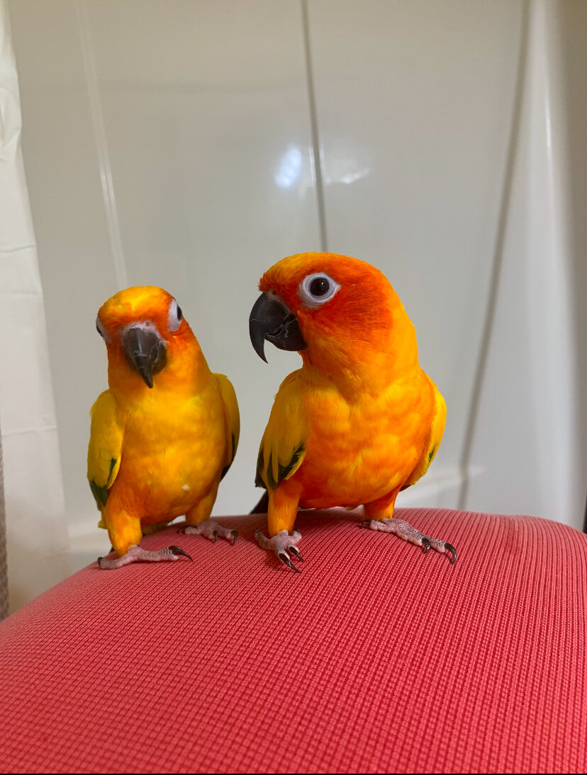 Baby Sun Conure image 3