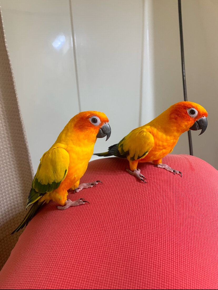 Baby Sun Conure image 2