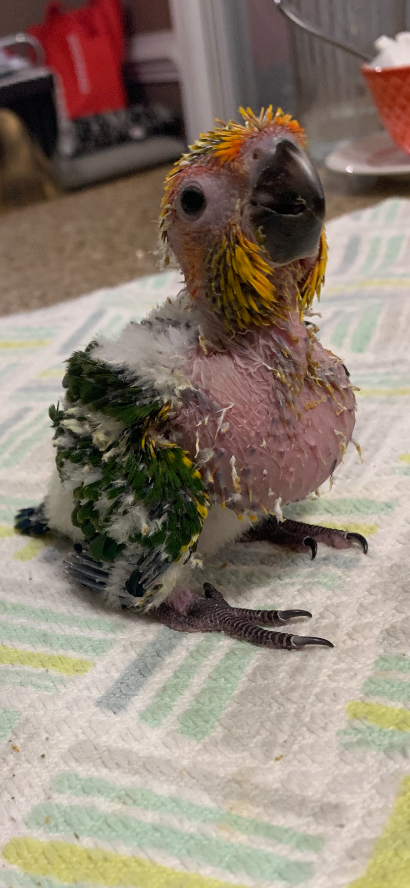 Baby Sun Conure image 1