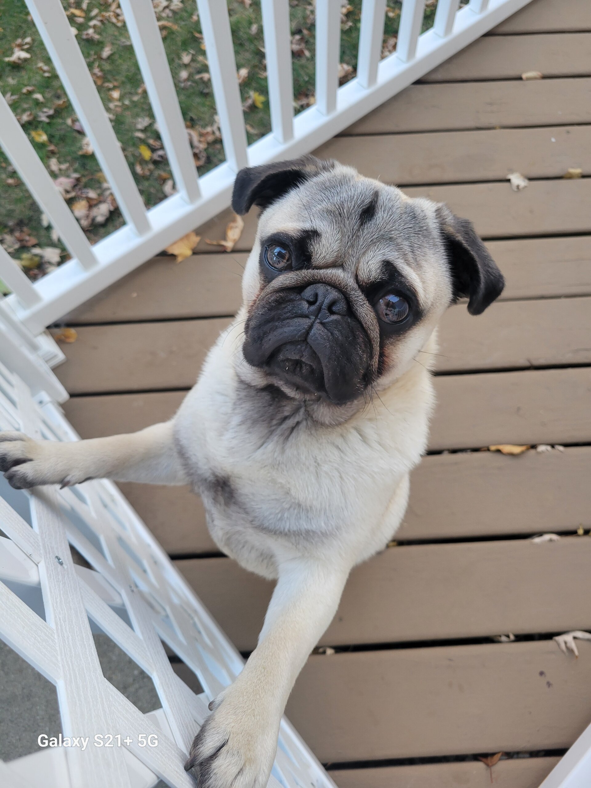 Pug Male Dog image 3