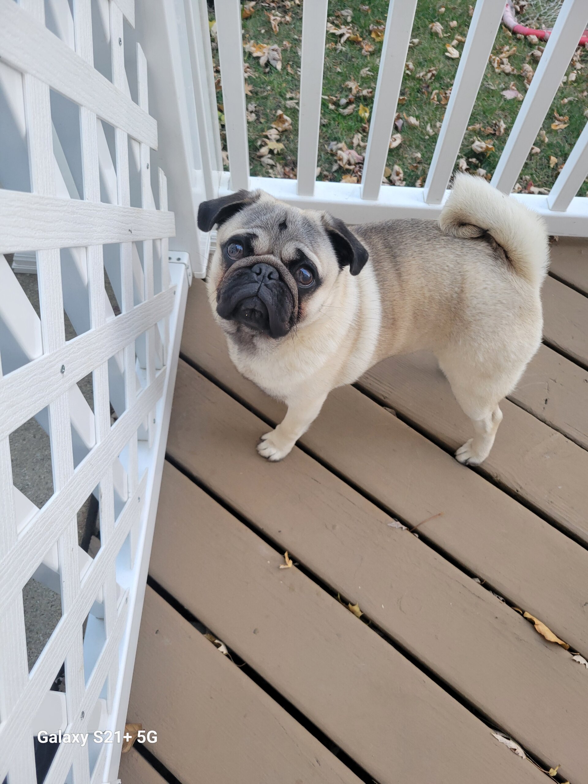 Pug Male Dog image 1
