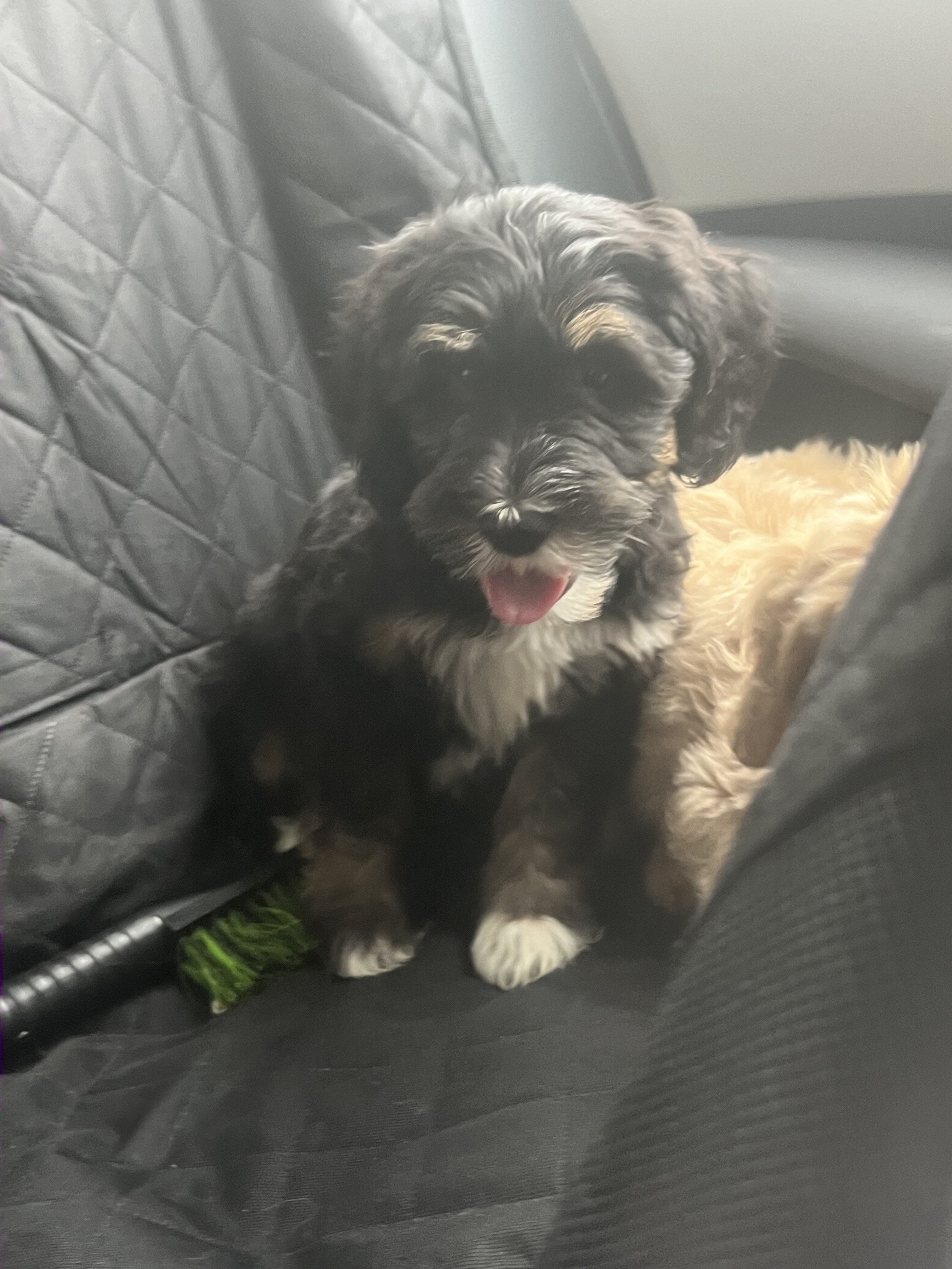 Goldendoodle shepadoodle Mix image 1