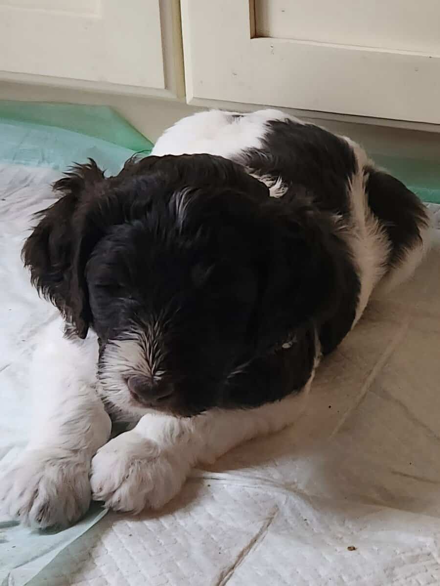 Labradoodle F1b puppies image 9