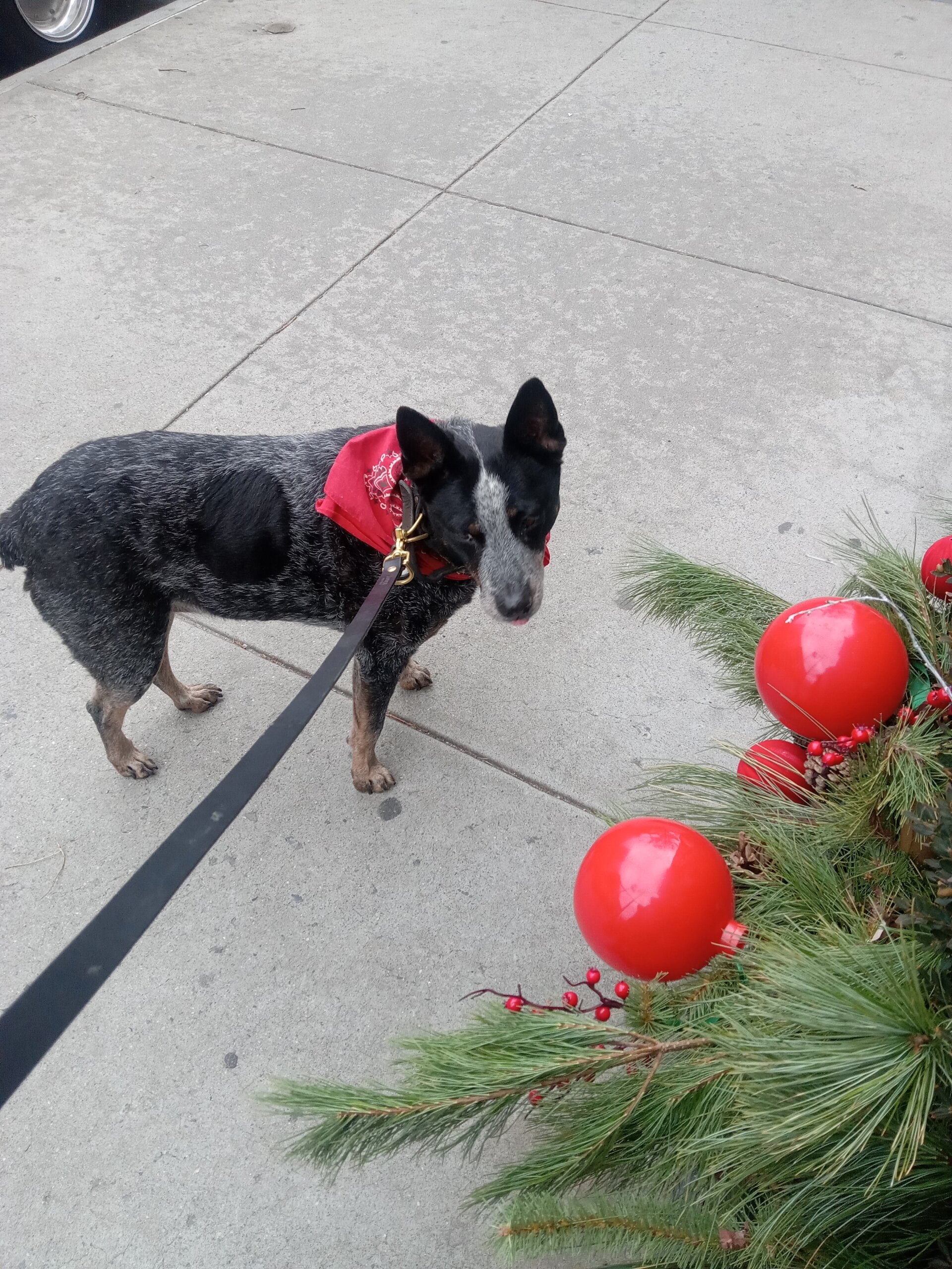 Pet care here boarding and dog walks. image 1