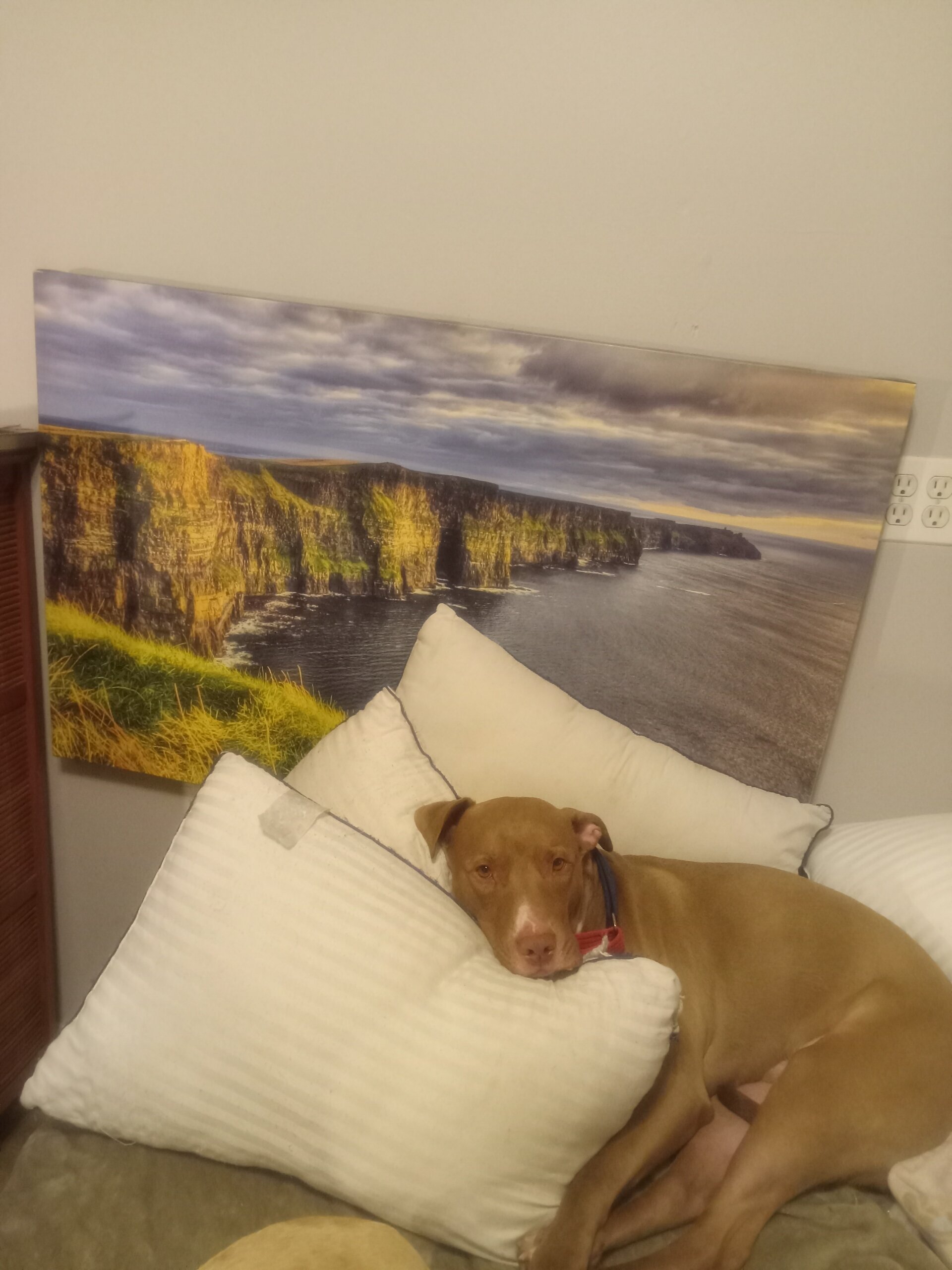 Pet care here boarding and dog walks. image 2