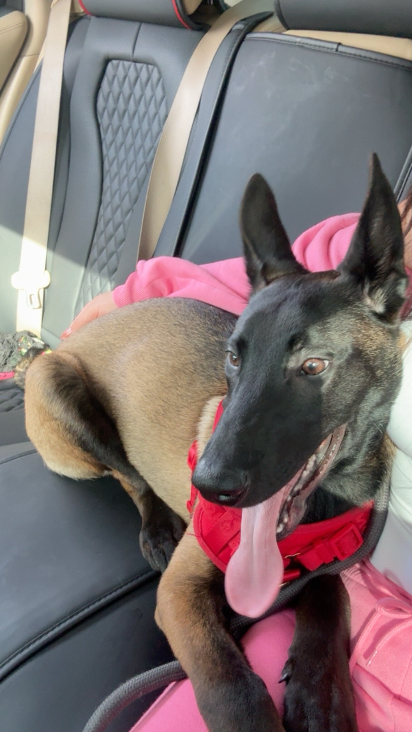 Belgian malinois puppy image 1