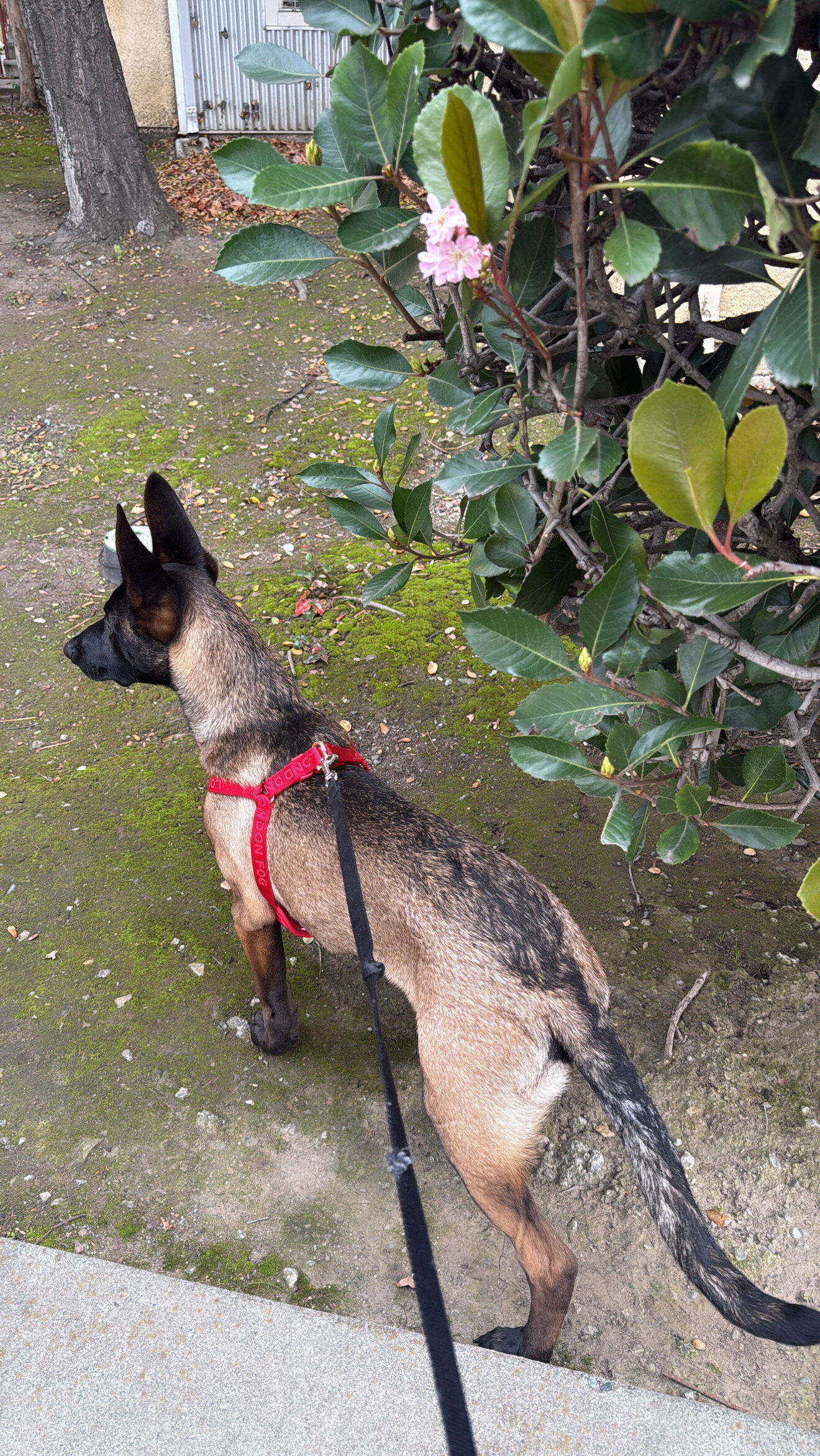 Belgian malinois puppy image 2