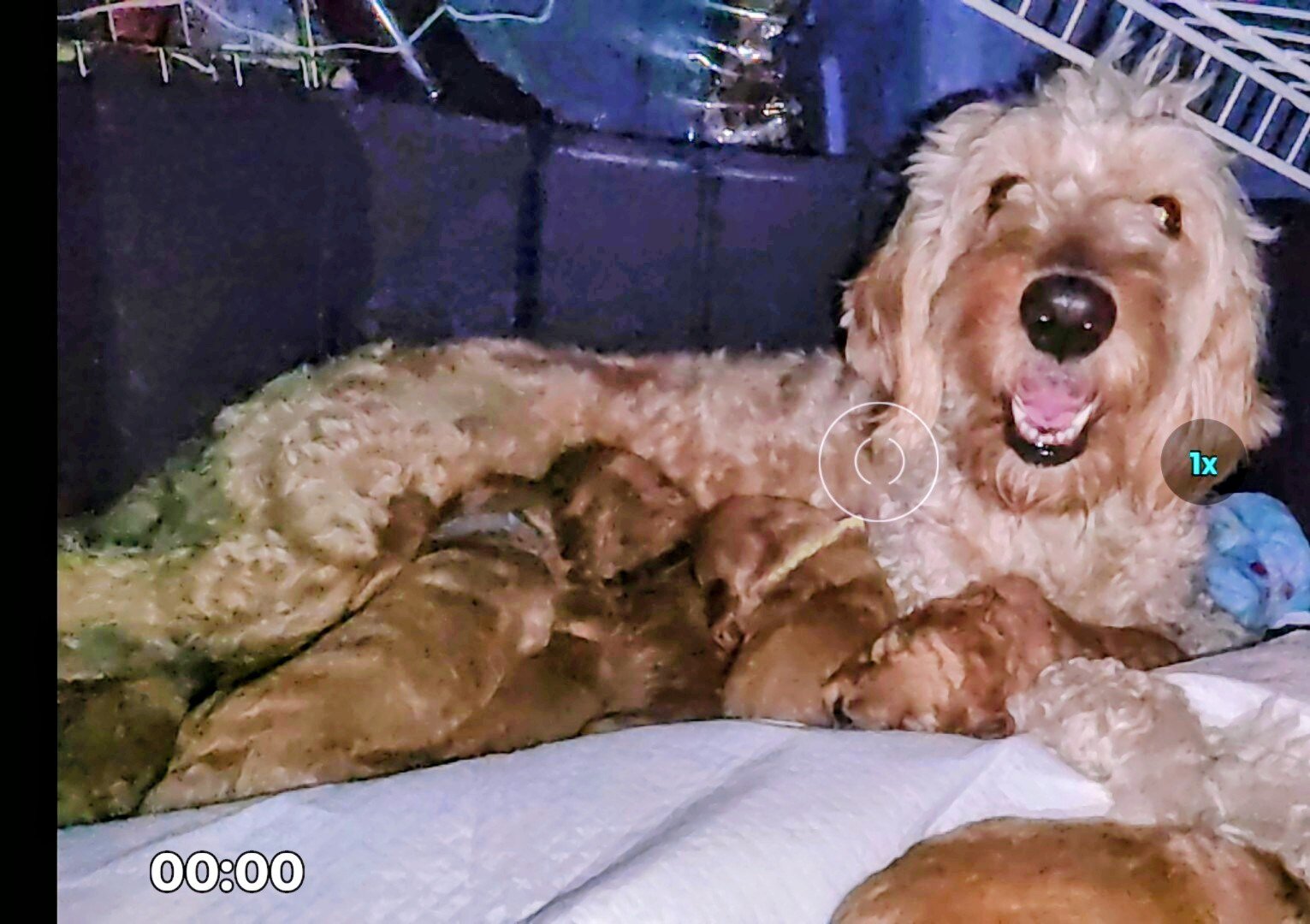 Goldendoodle puppies image 9