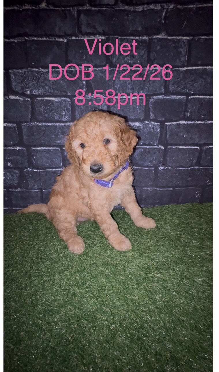Goldendoodle puppies image 6