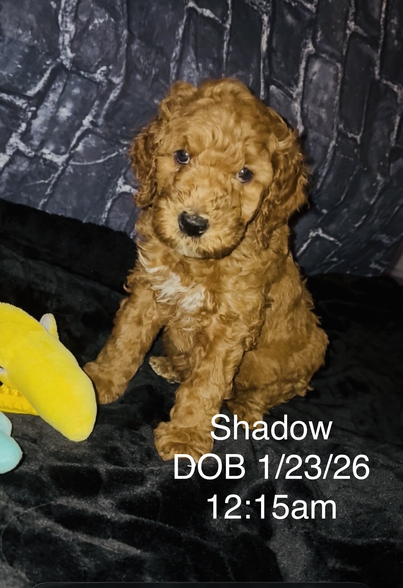 Goldendoodle puppies image 8