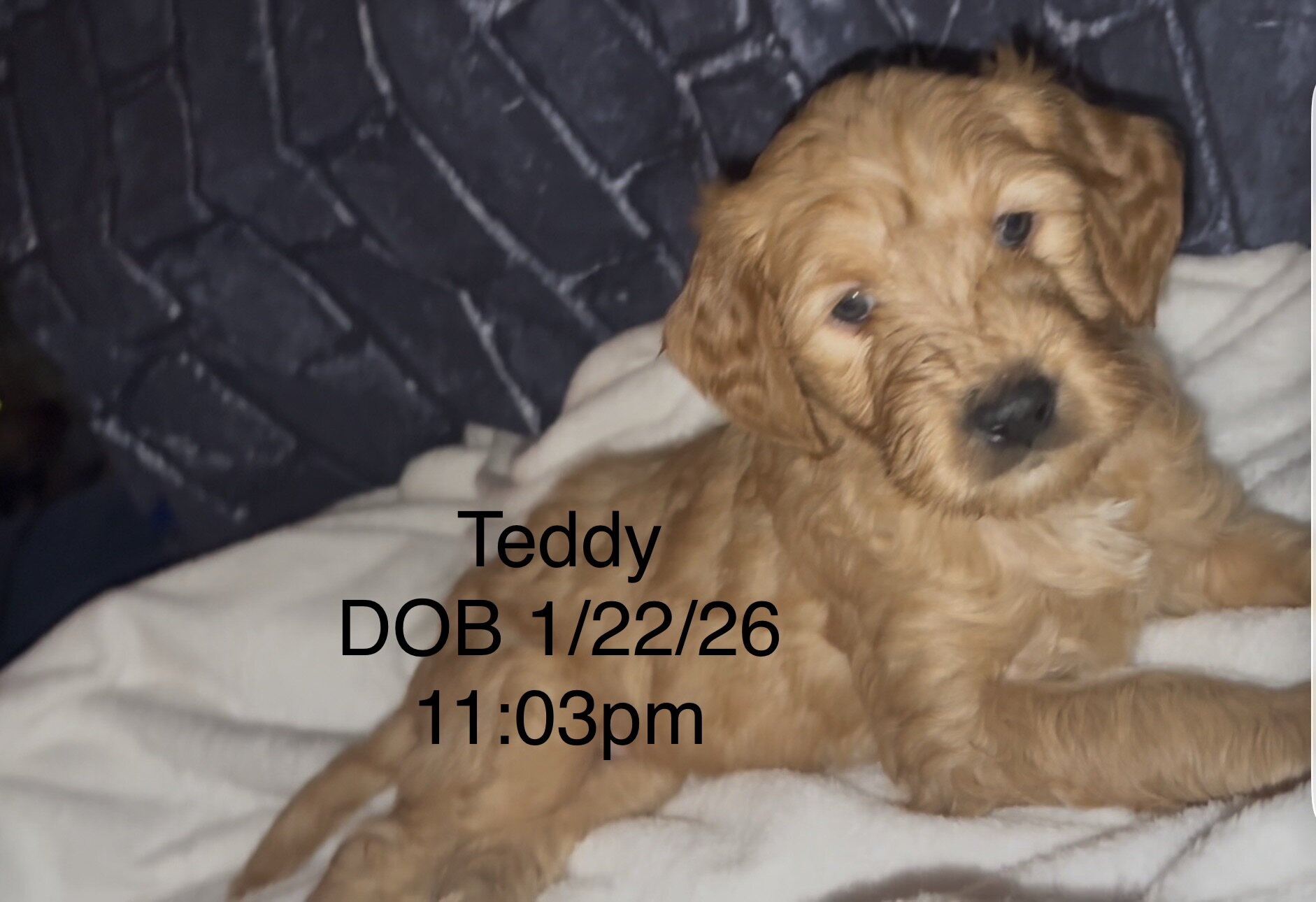 Goldendoodle puppies image 7