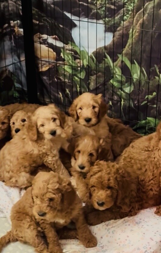 Goldendoodle puppies image 5