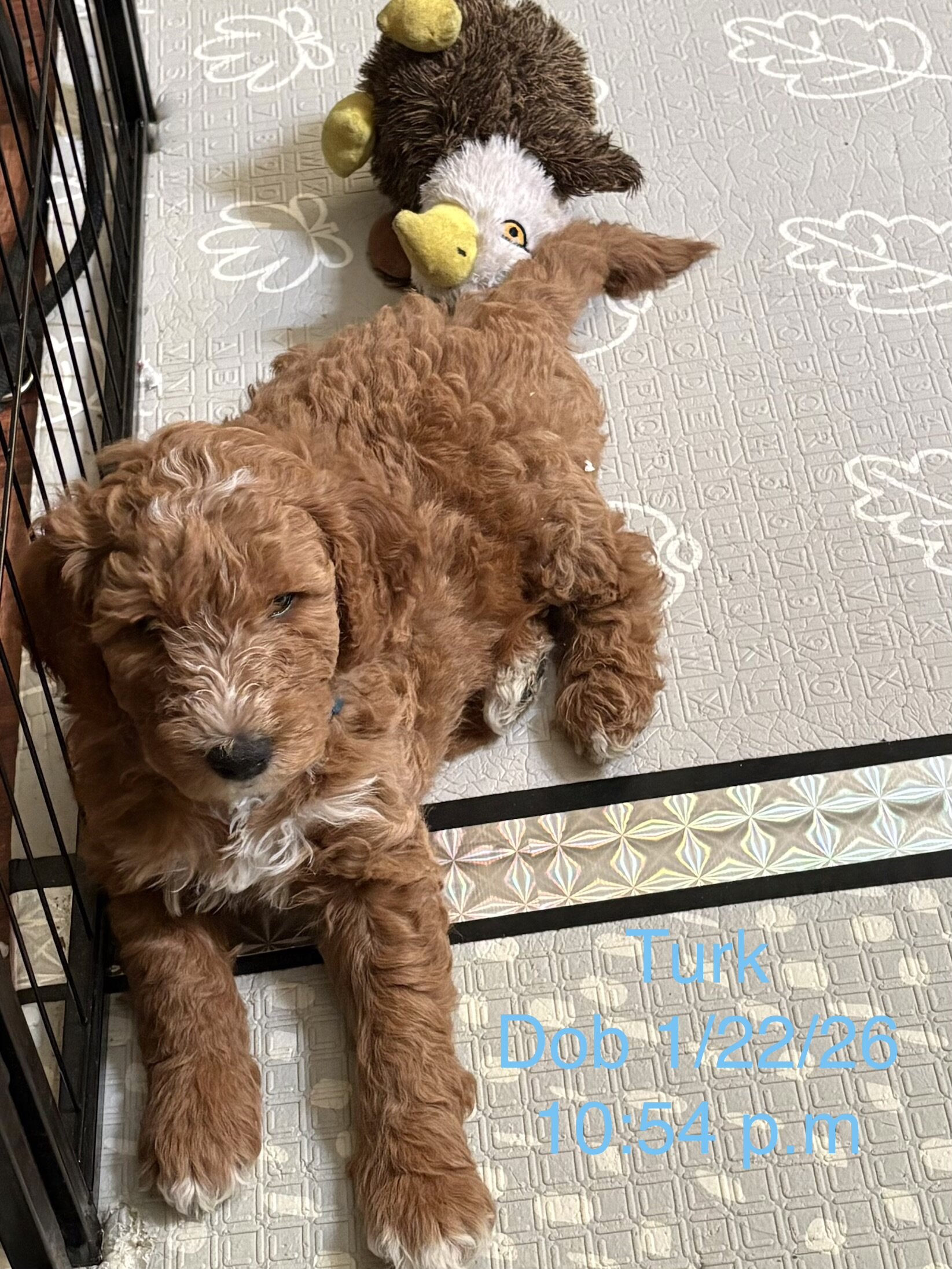 Goldendoodle puppies image 4