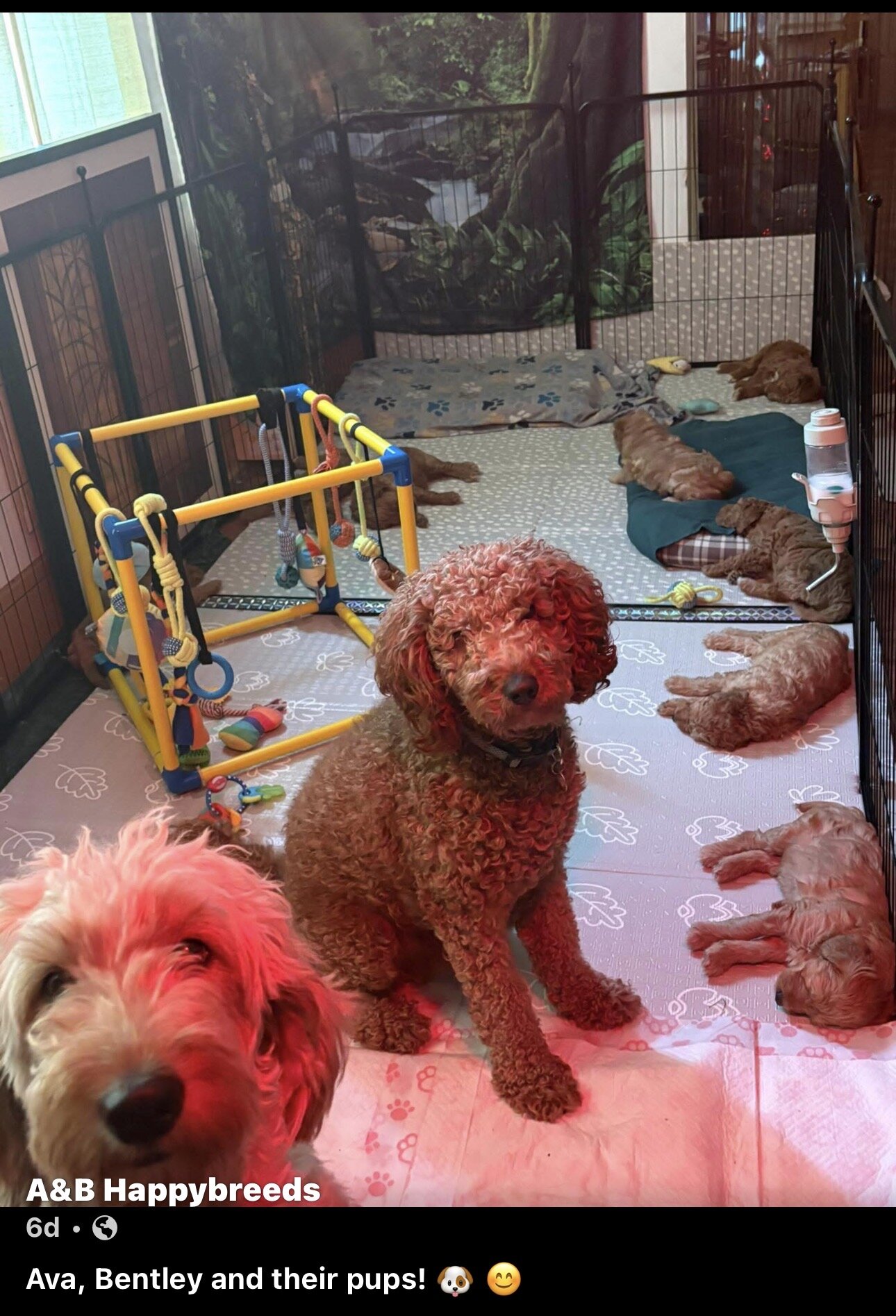Goldendoodle puppies image 2