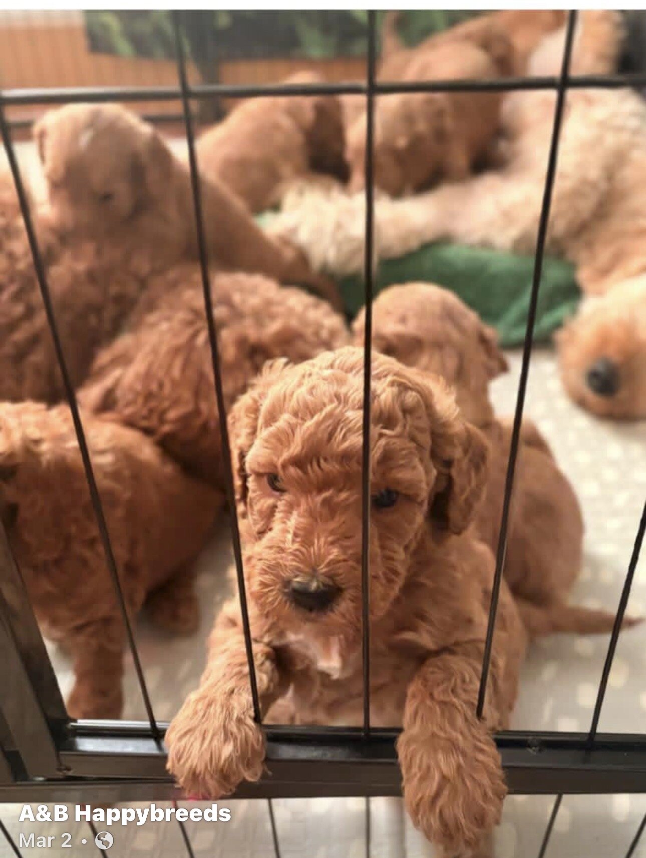 Goldendoodle puppies image 3
