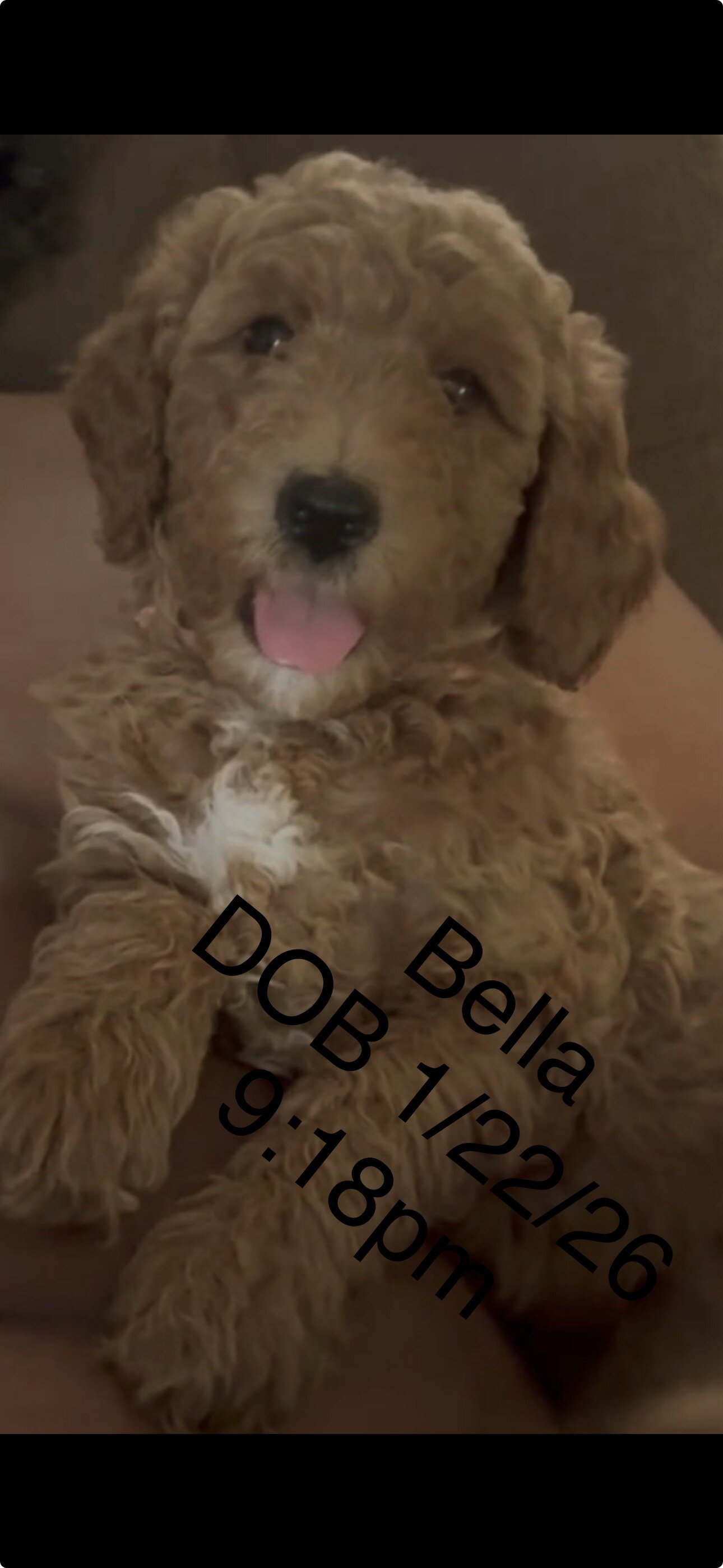 Goldendoodle puppies image 1