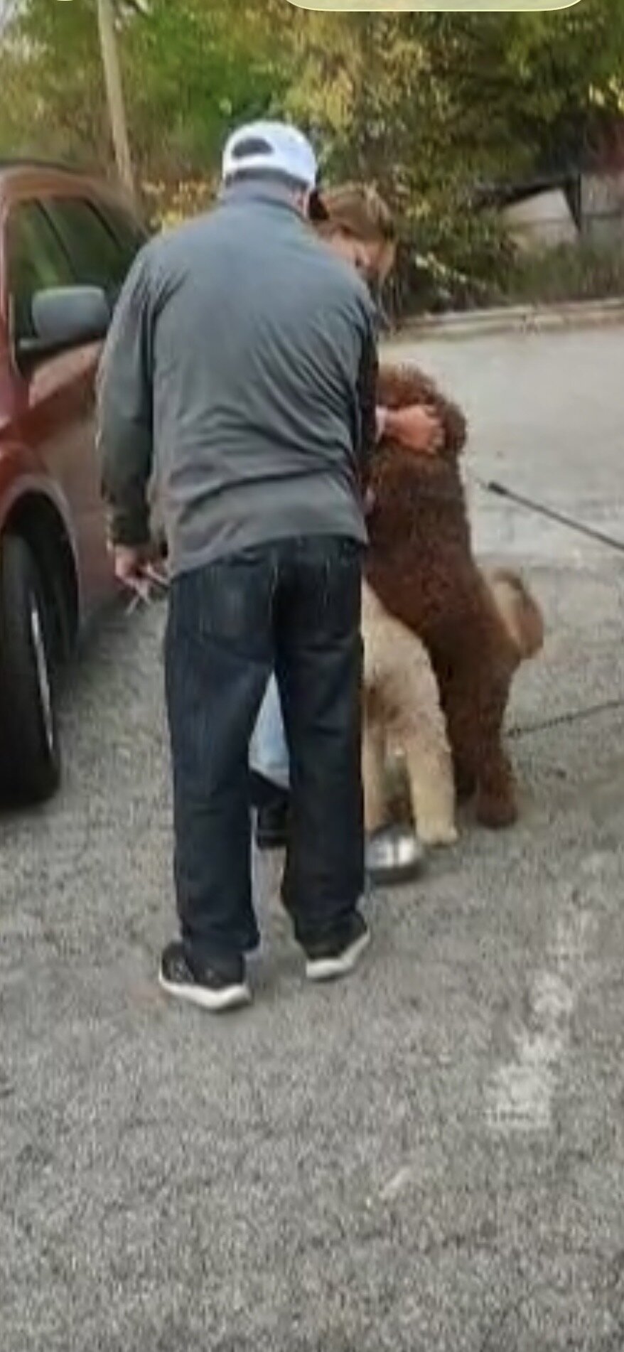 Goldendoodle puppies image 10