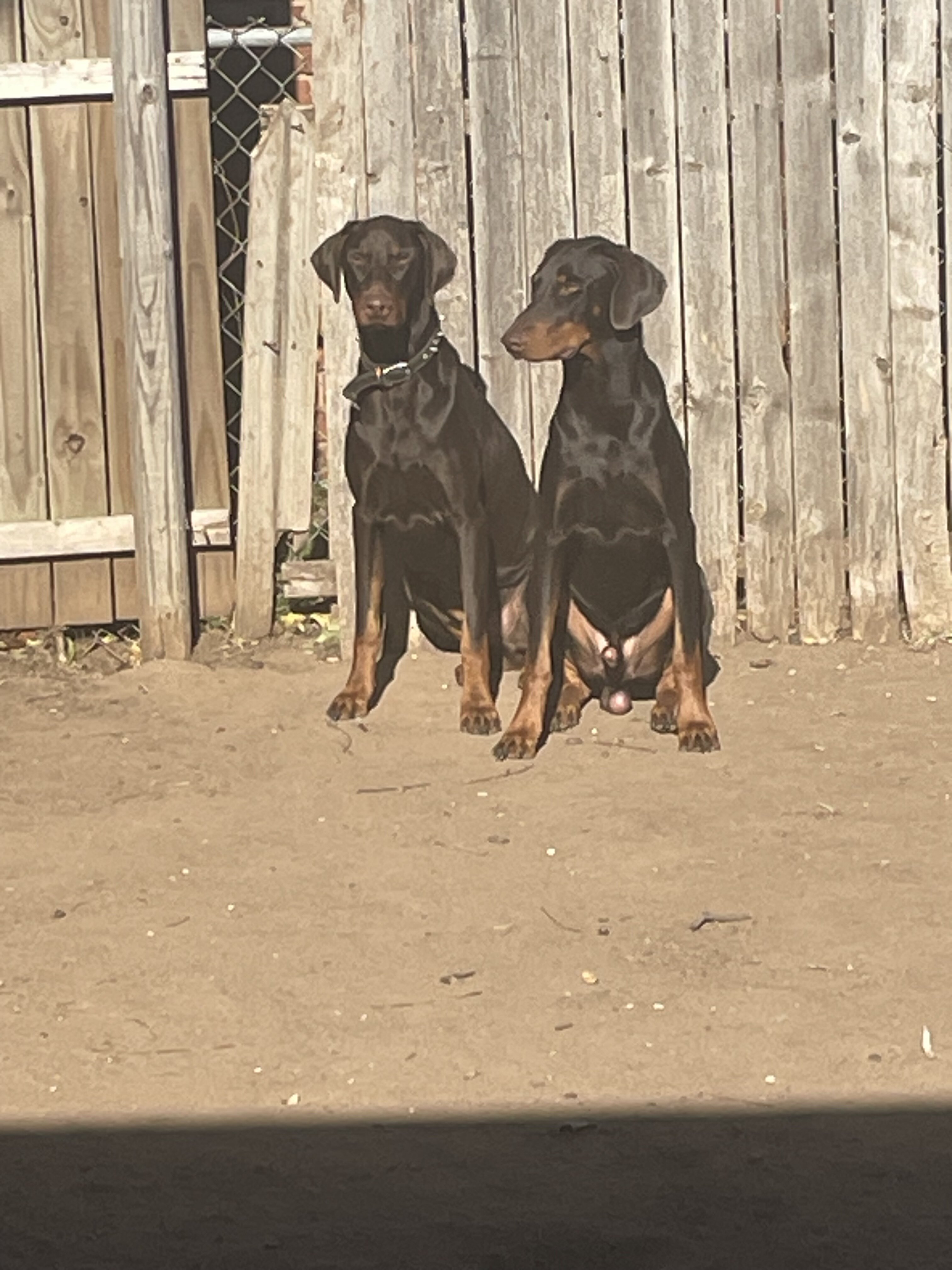 2 Doberman males  15  months old red brown image 2