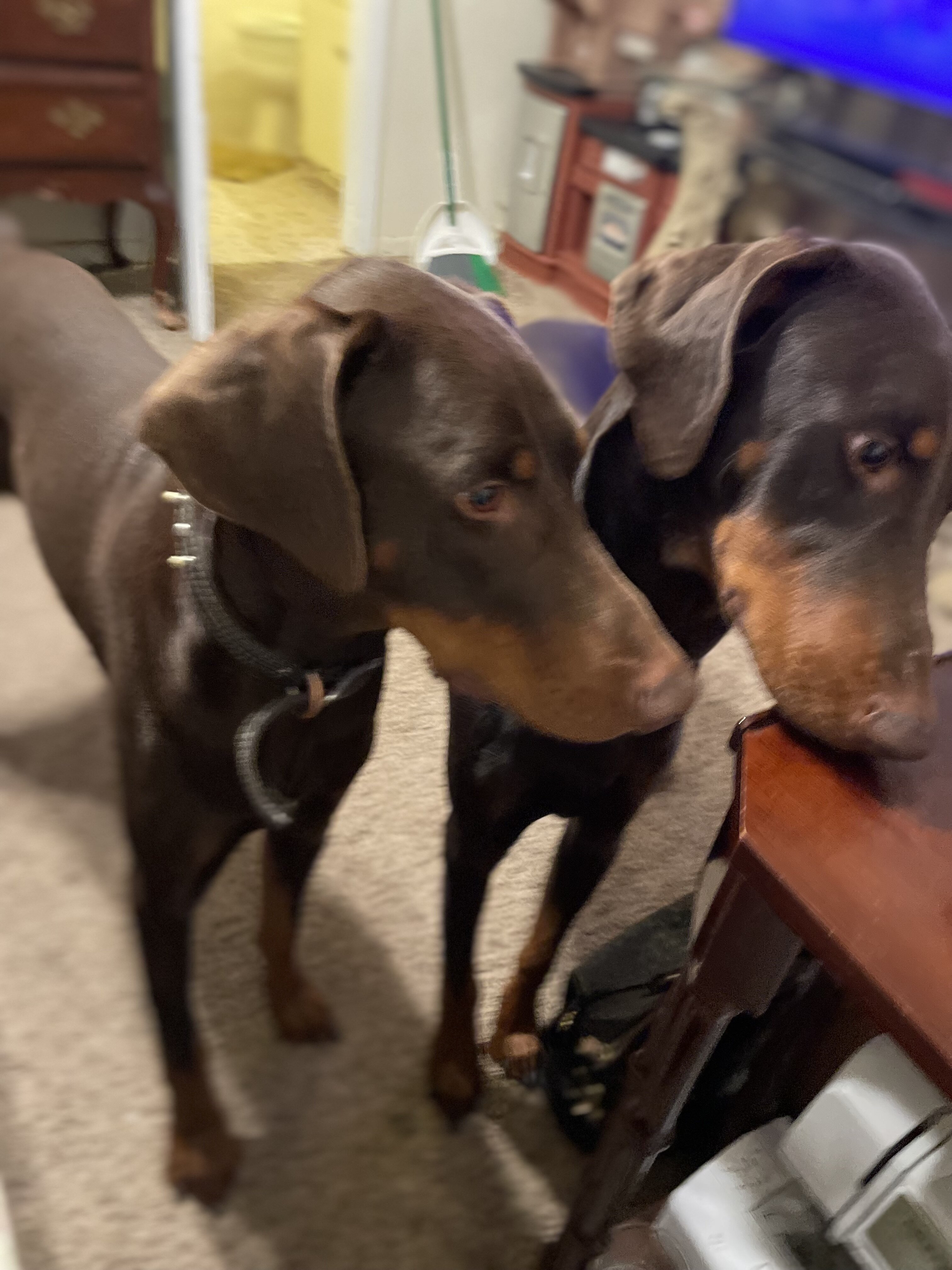 2 Doberman males  15  months old red brown image 1