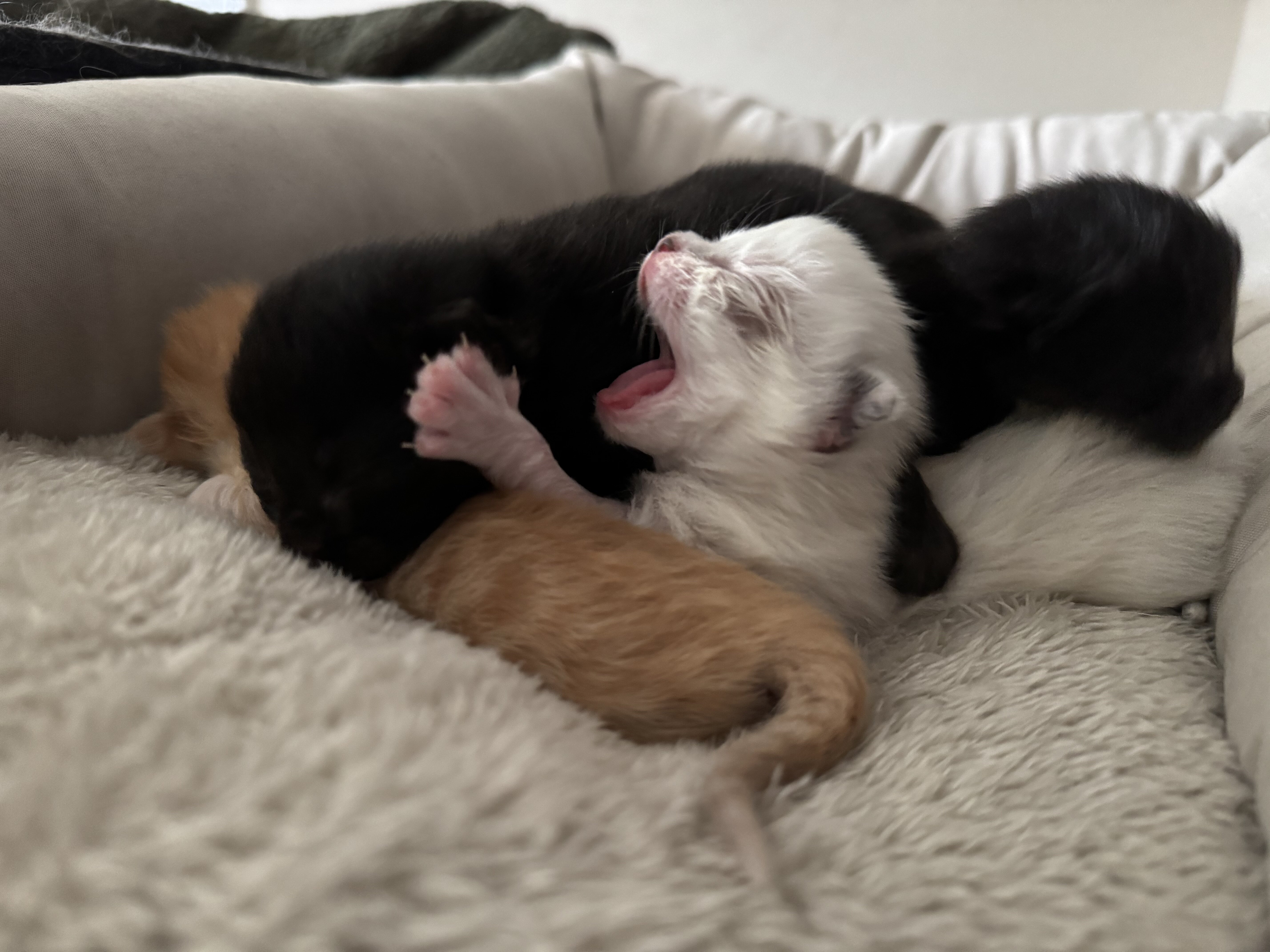 Ragamuffin Kittens image 5