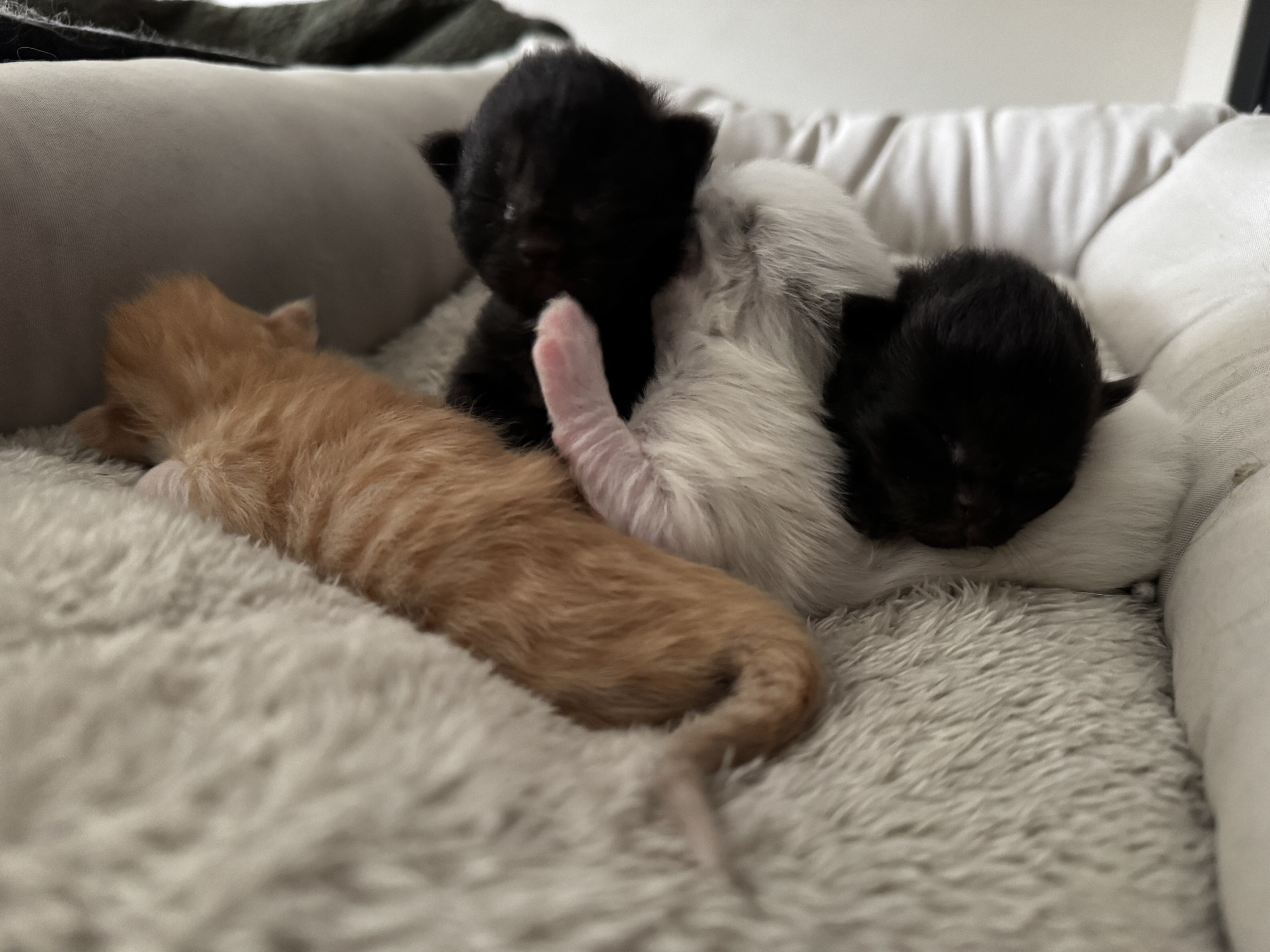 Ragamuffin Kittens image 6