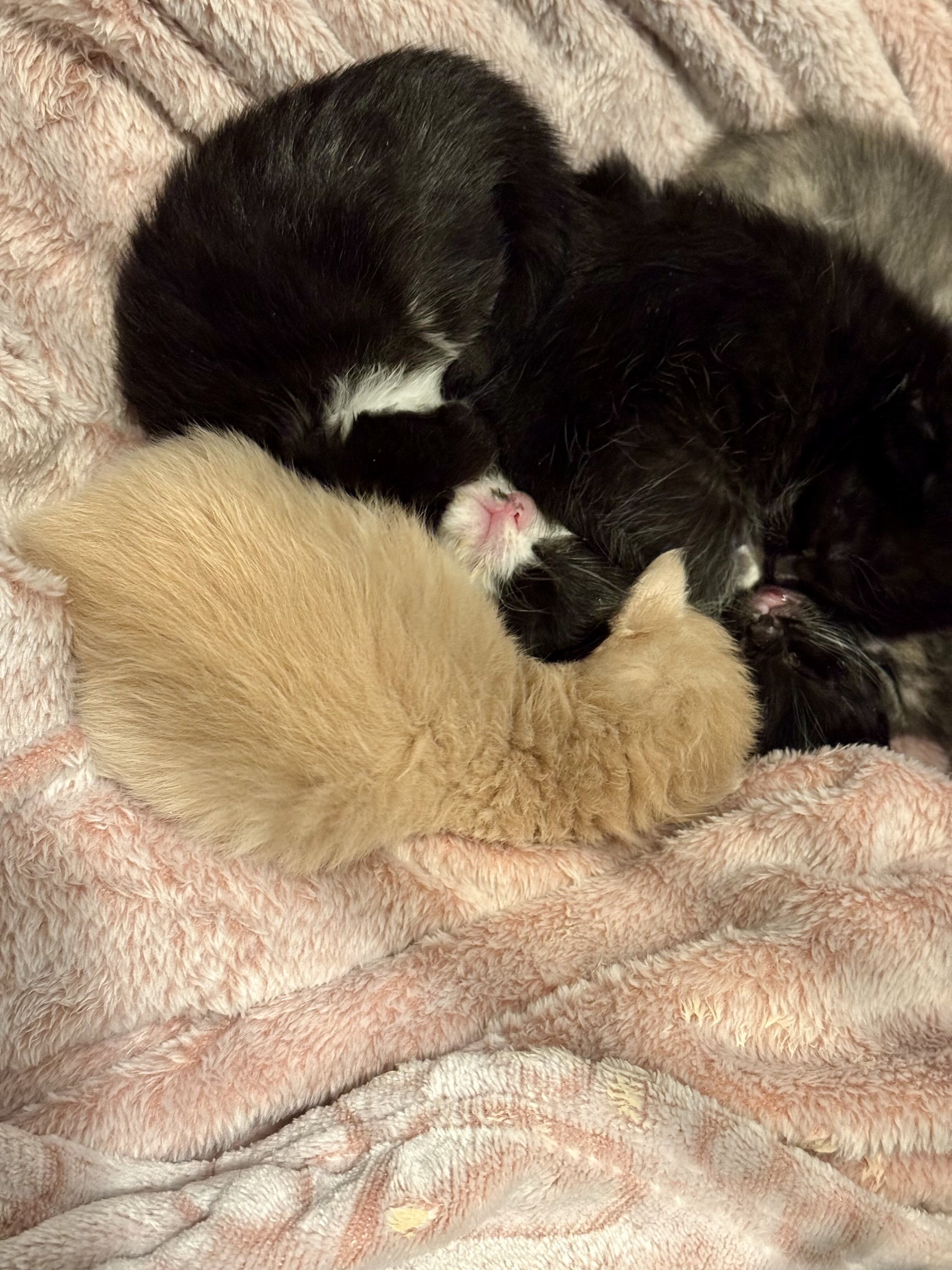 Ragamuffin Kittens image 4