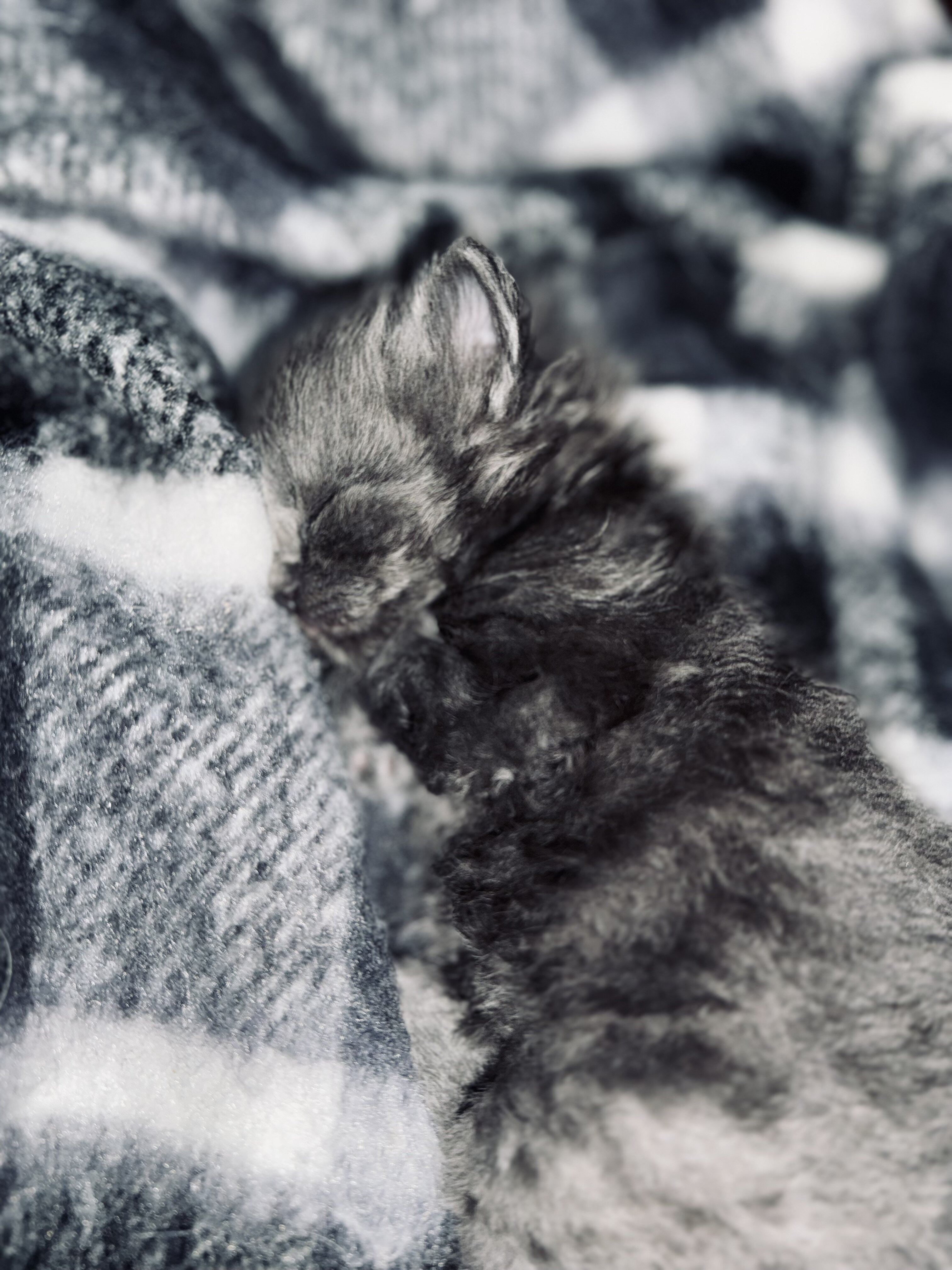 Ragamuffin Kittens image 3