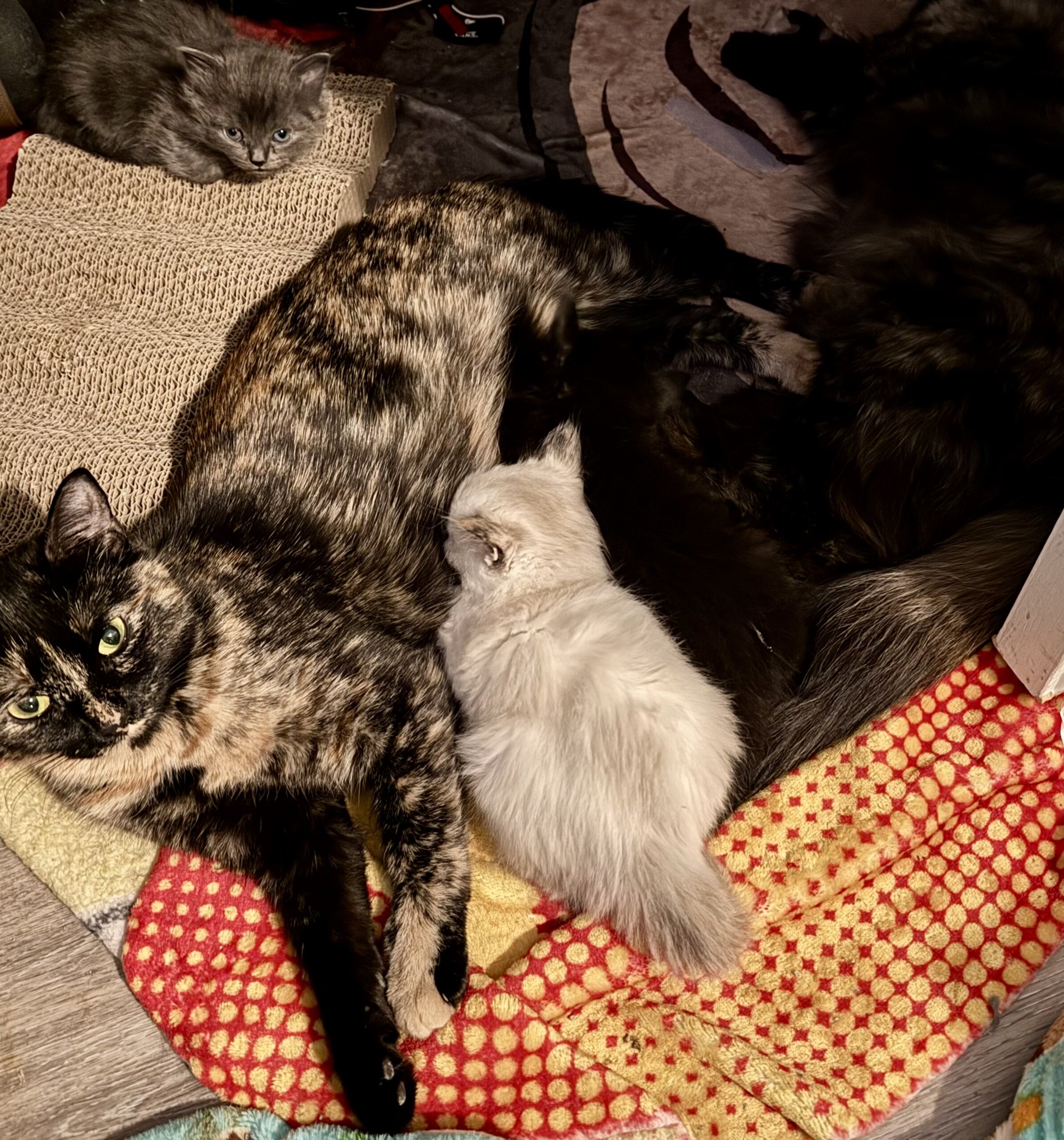 Ragamuffin Kittens image 7