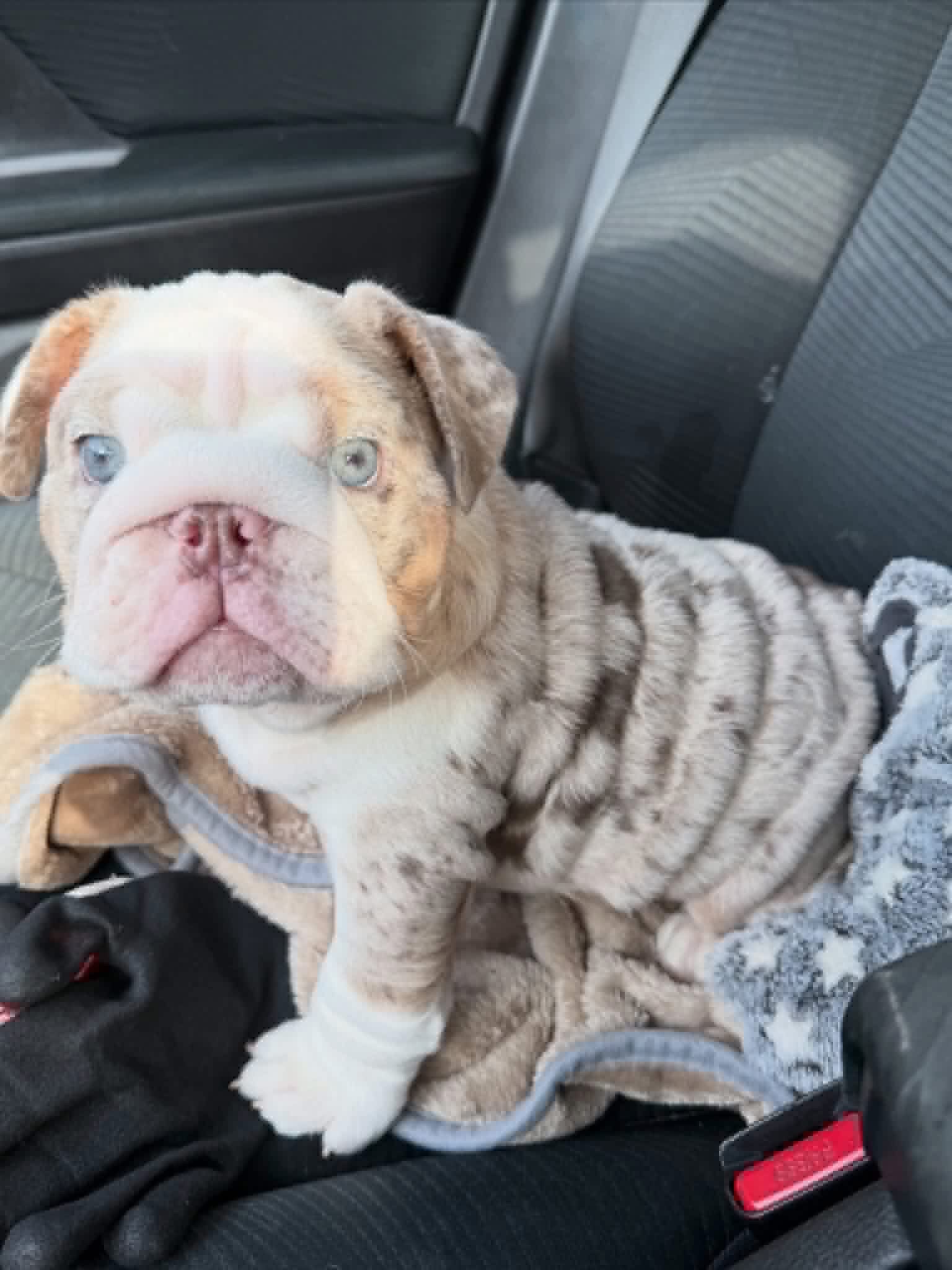 English Bulldog image 2