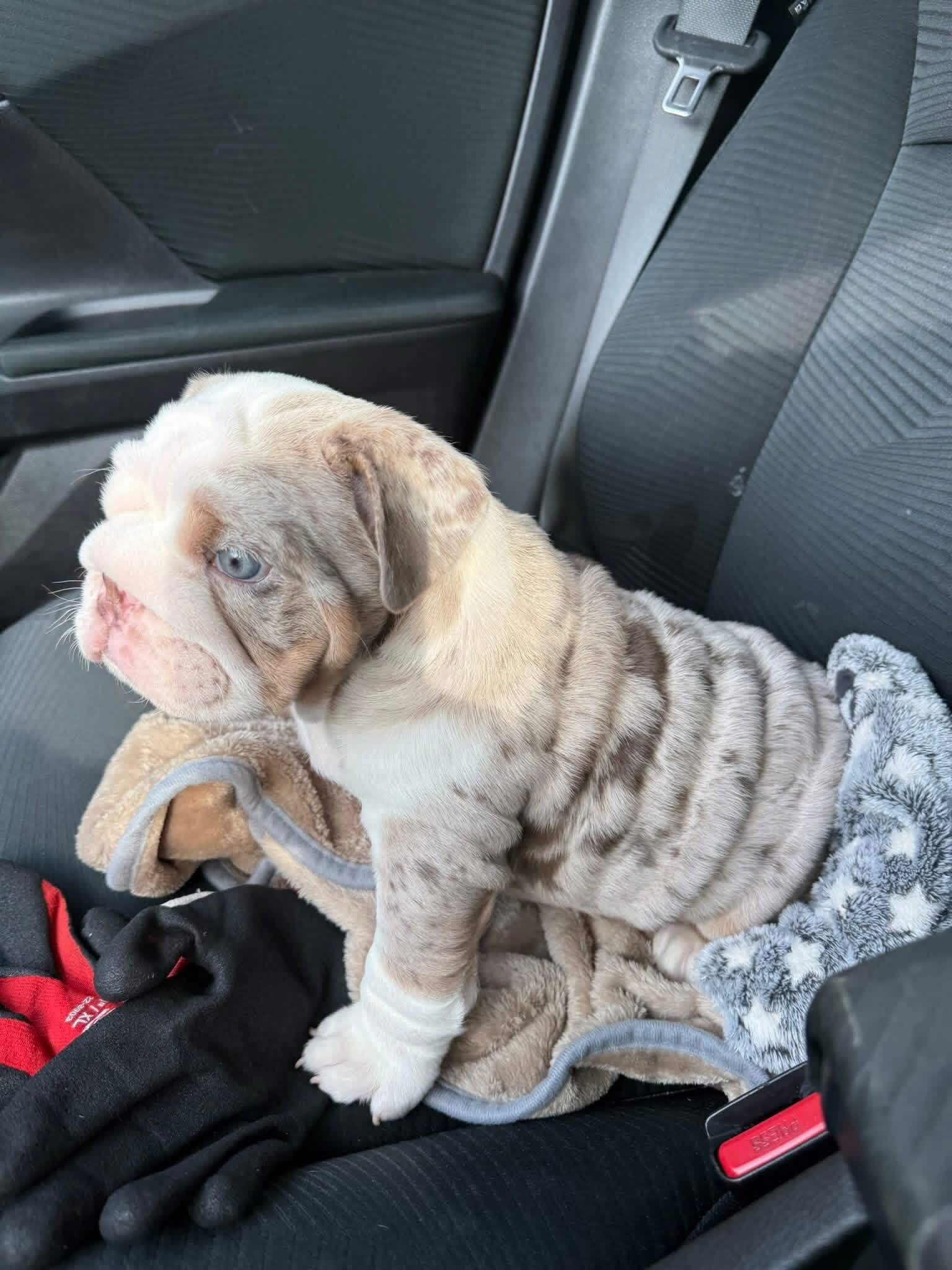 English Bulldog image 1