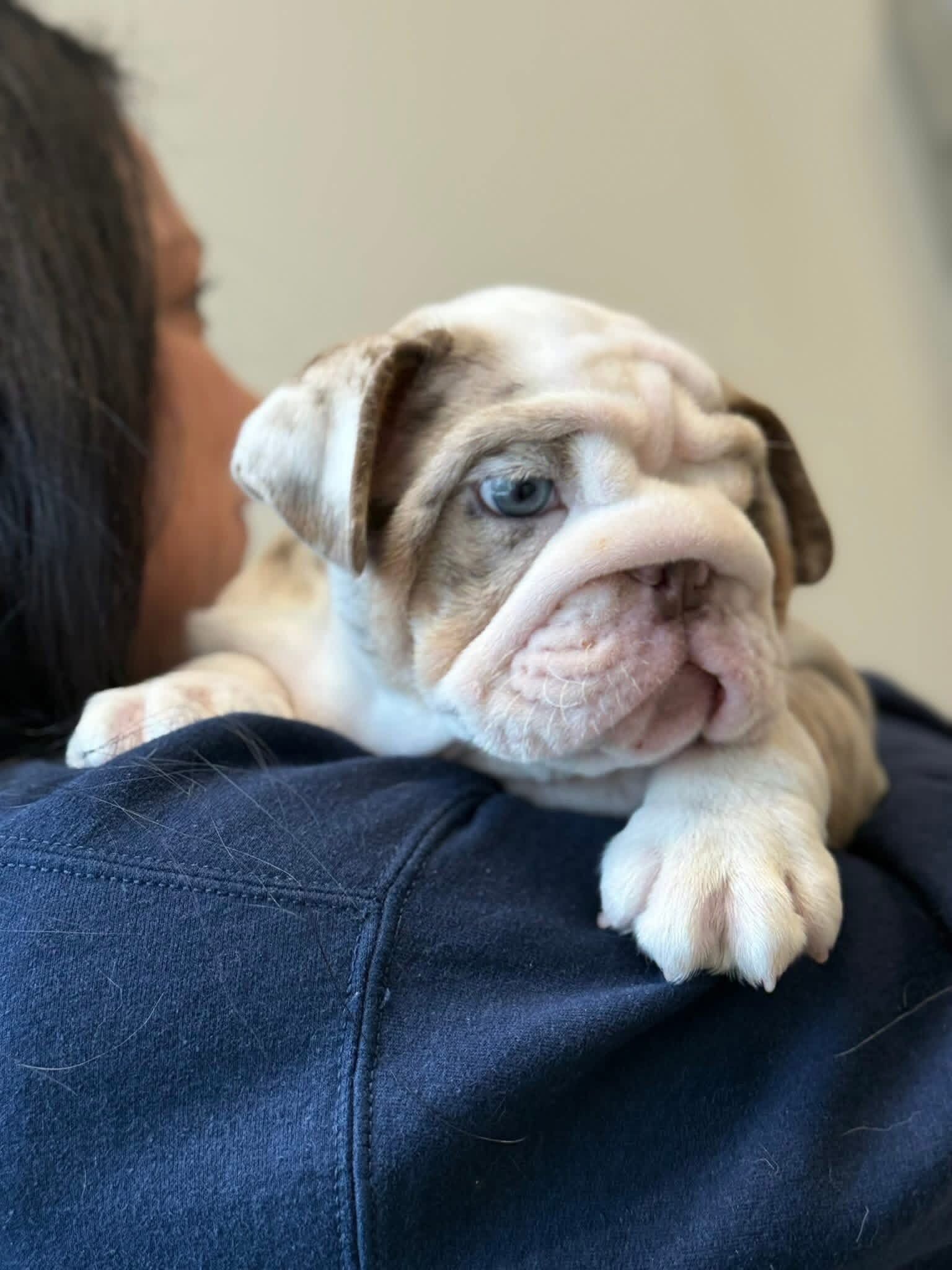 English Bulldog image 3
