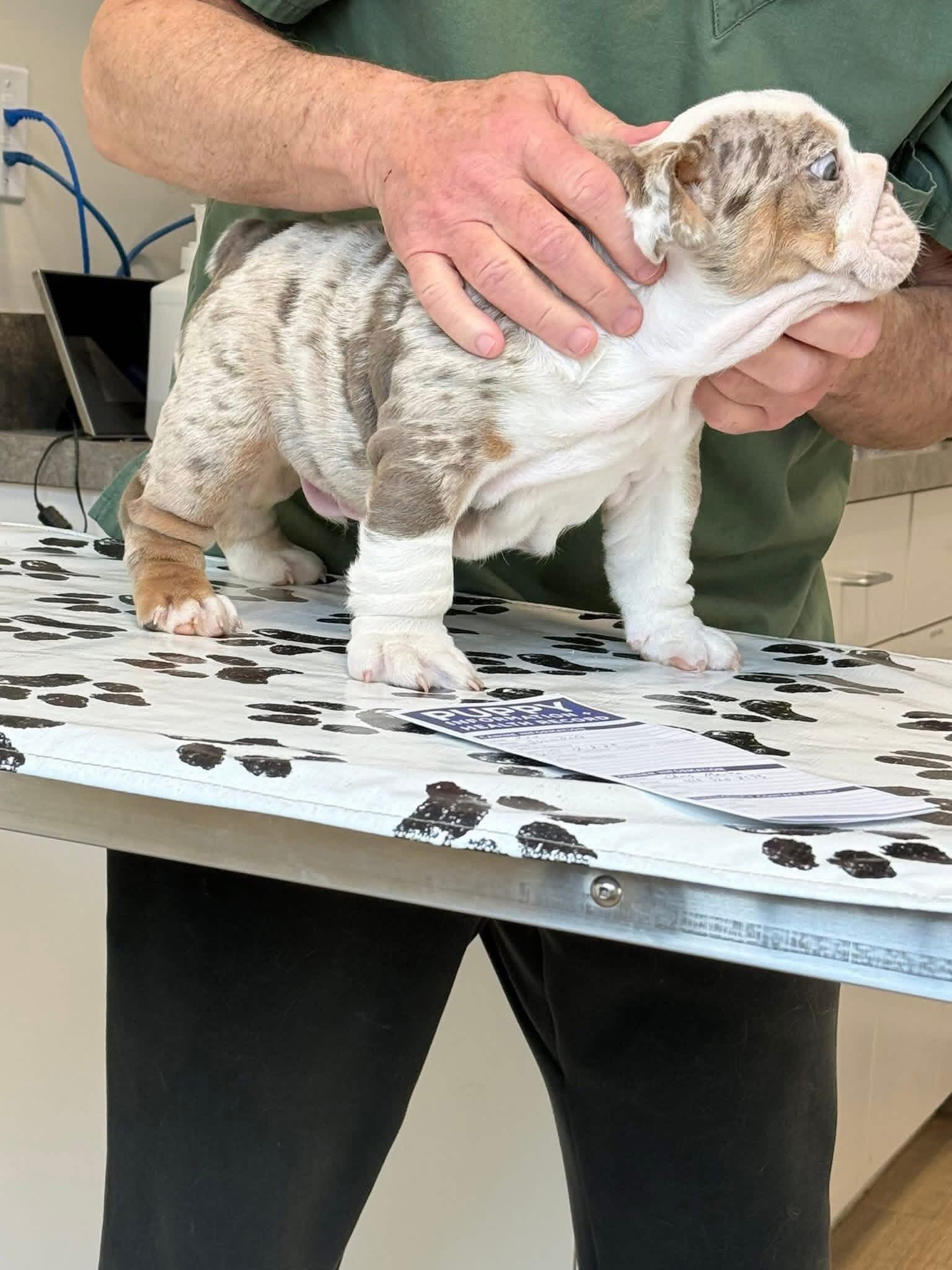 English Bulldog image 4