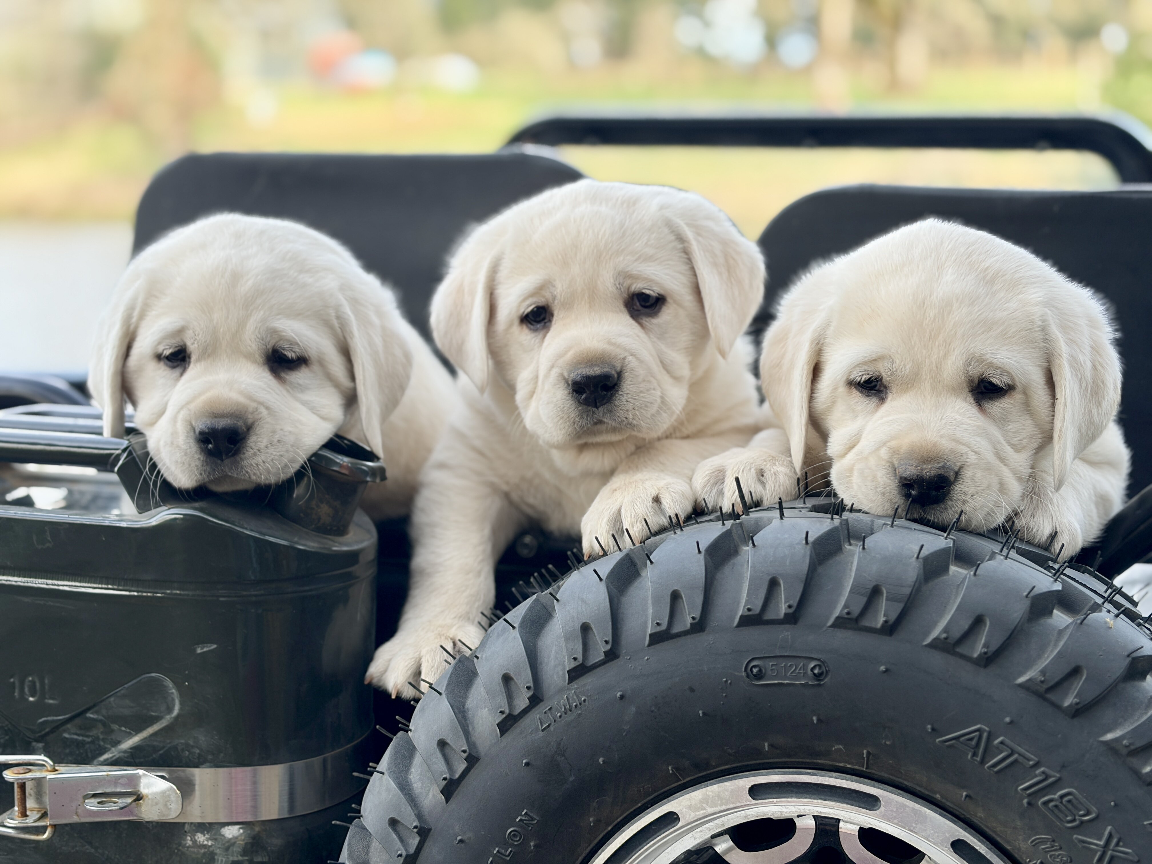 English Labrador Puppies image 1