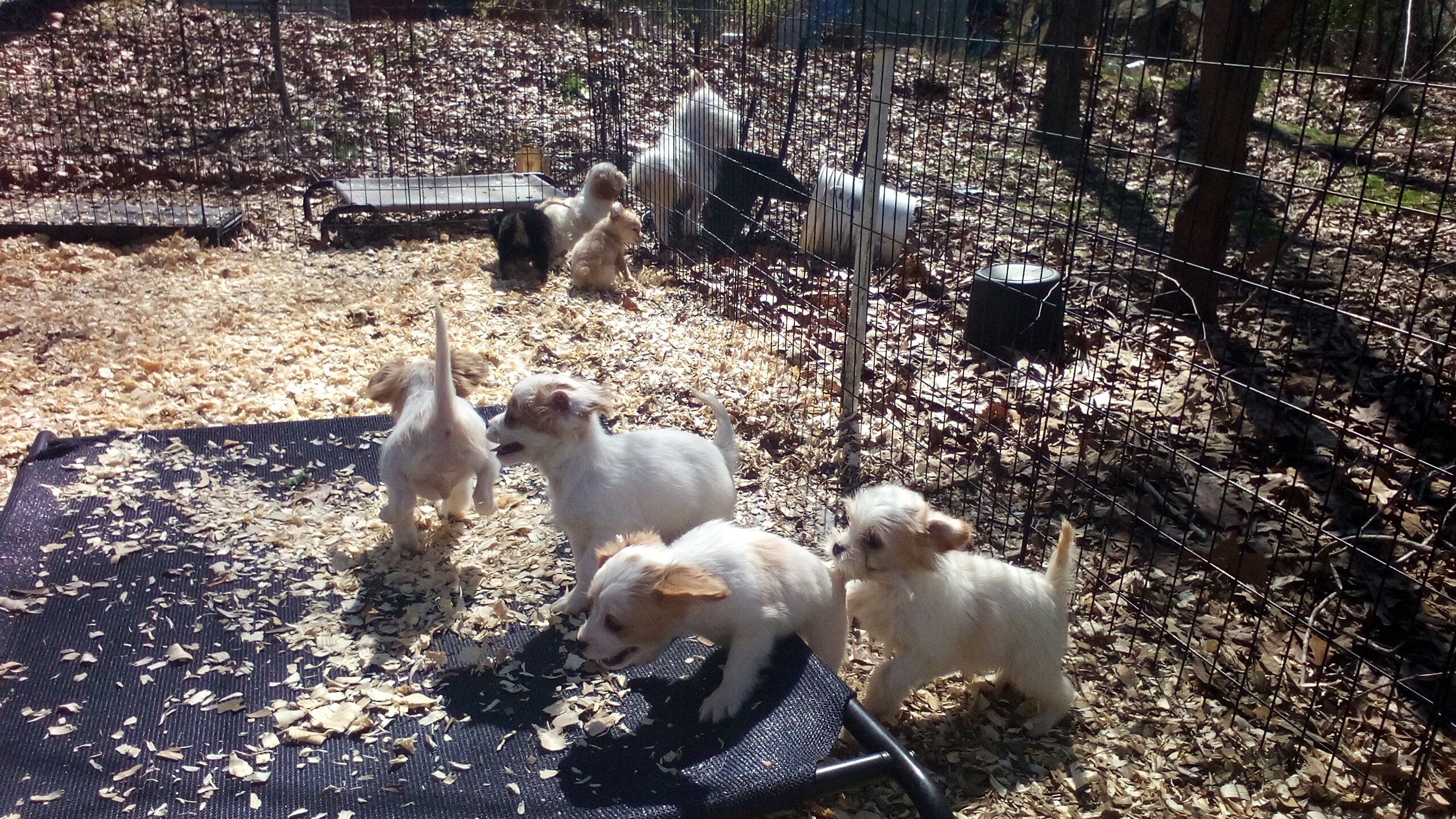 King Charles Spaniel mix image 2