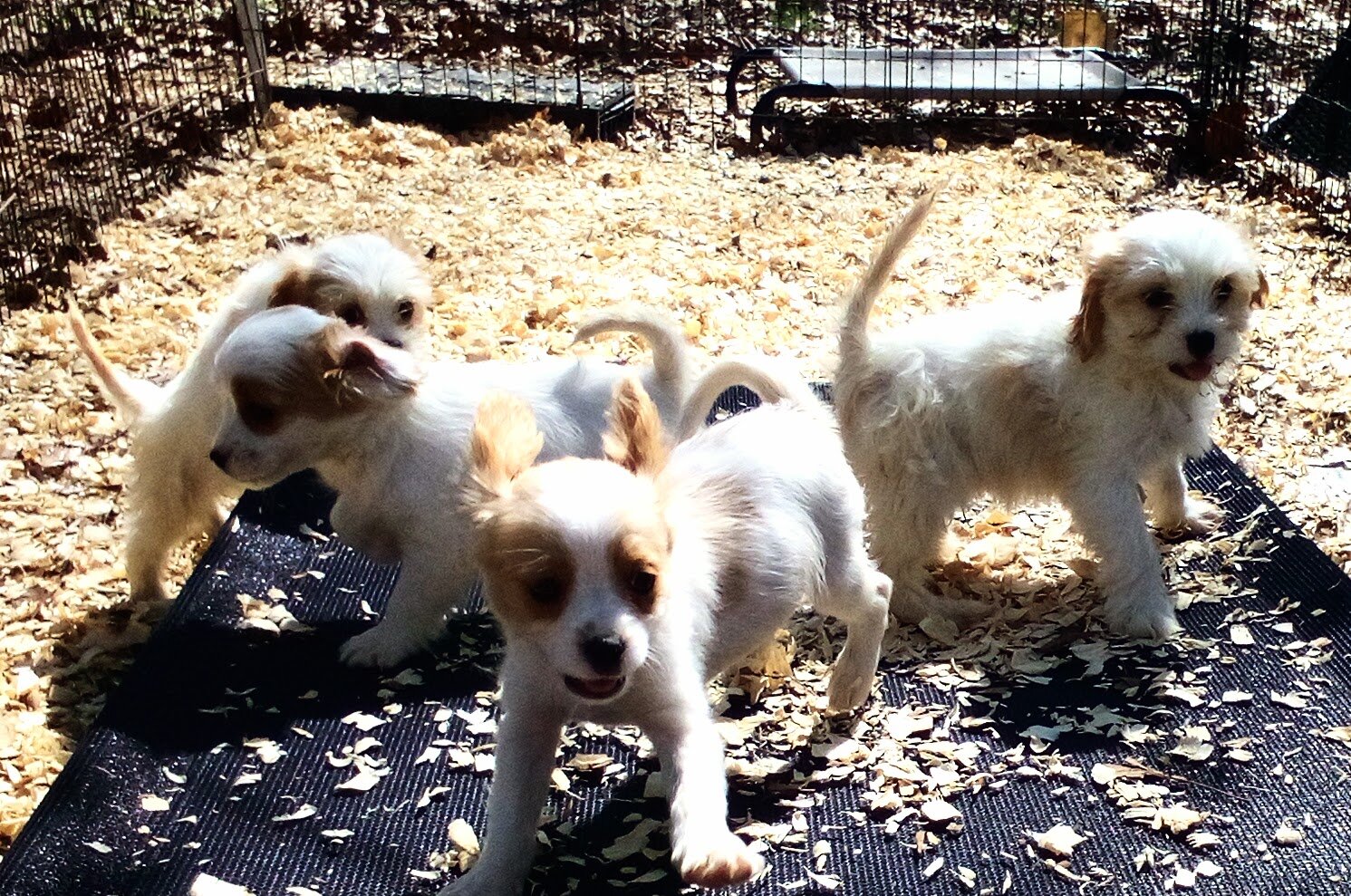 King Charles Spaniel mix image 1