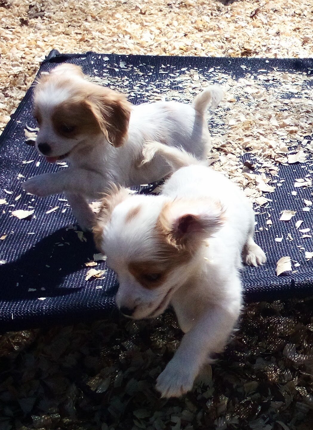 King Charles Spaniel mix image 3