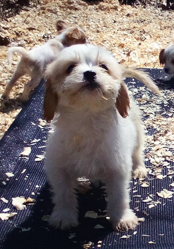 King Charles Spaniel mix image 5