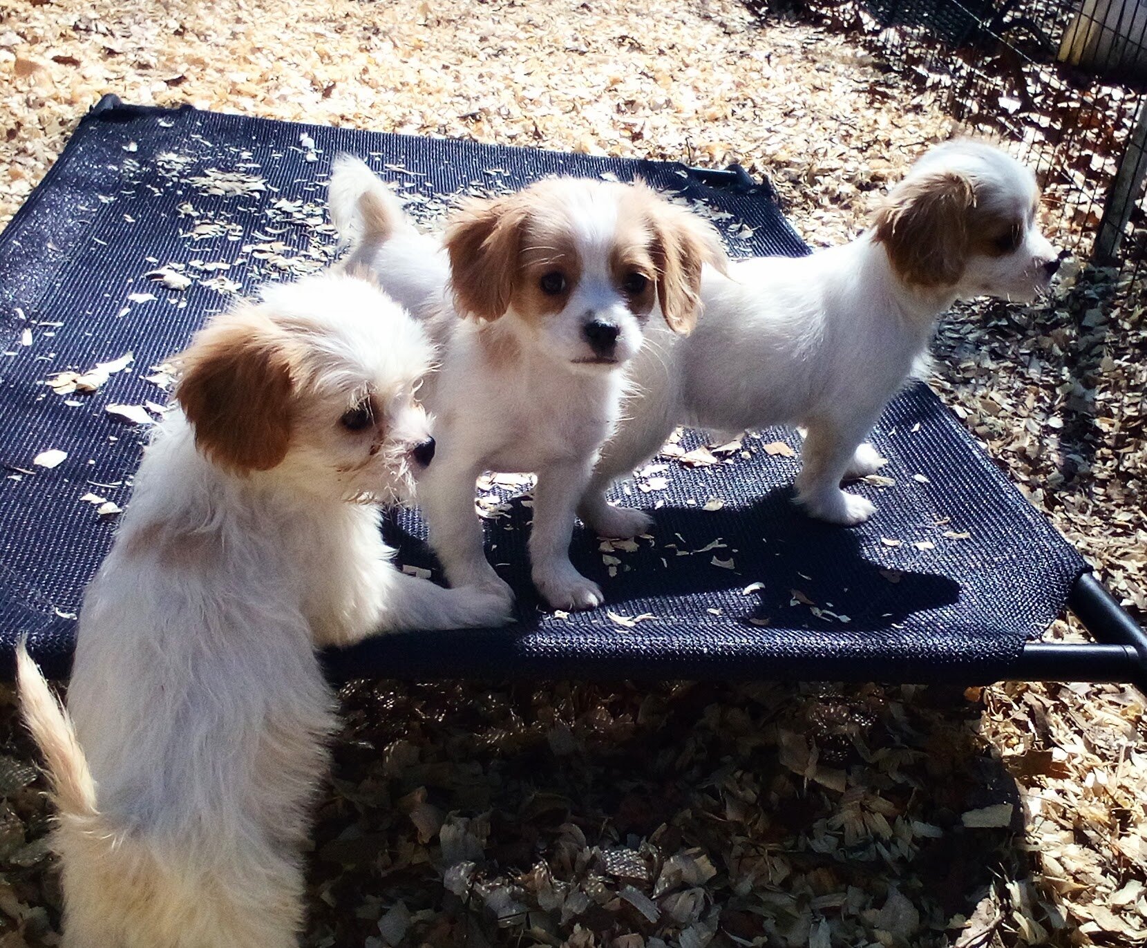 King Charles Spaniel mix image 4