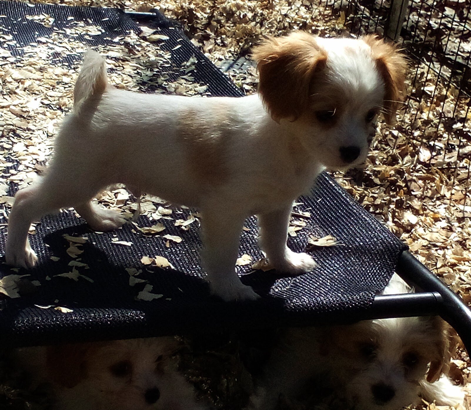 King Charles Spaniel mix image 6