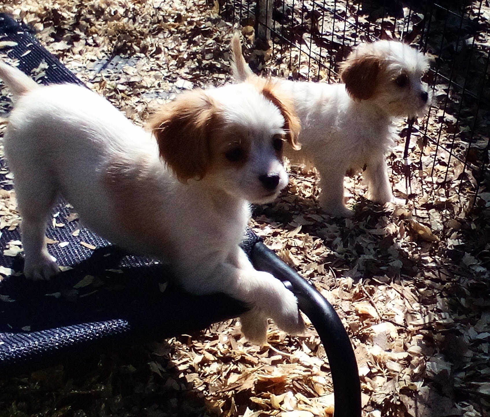 King Charles Spaniel mix image 7