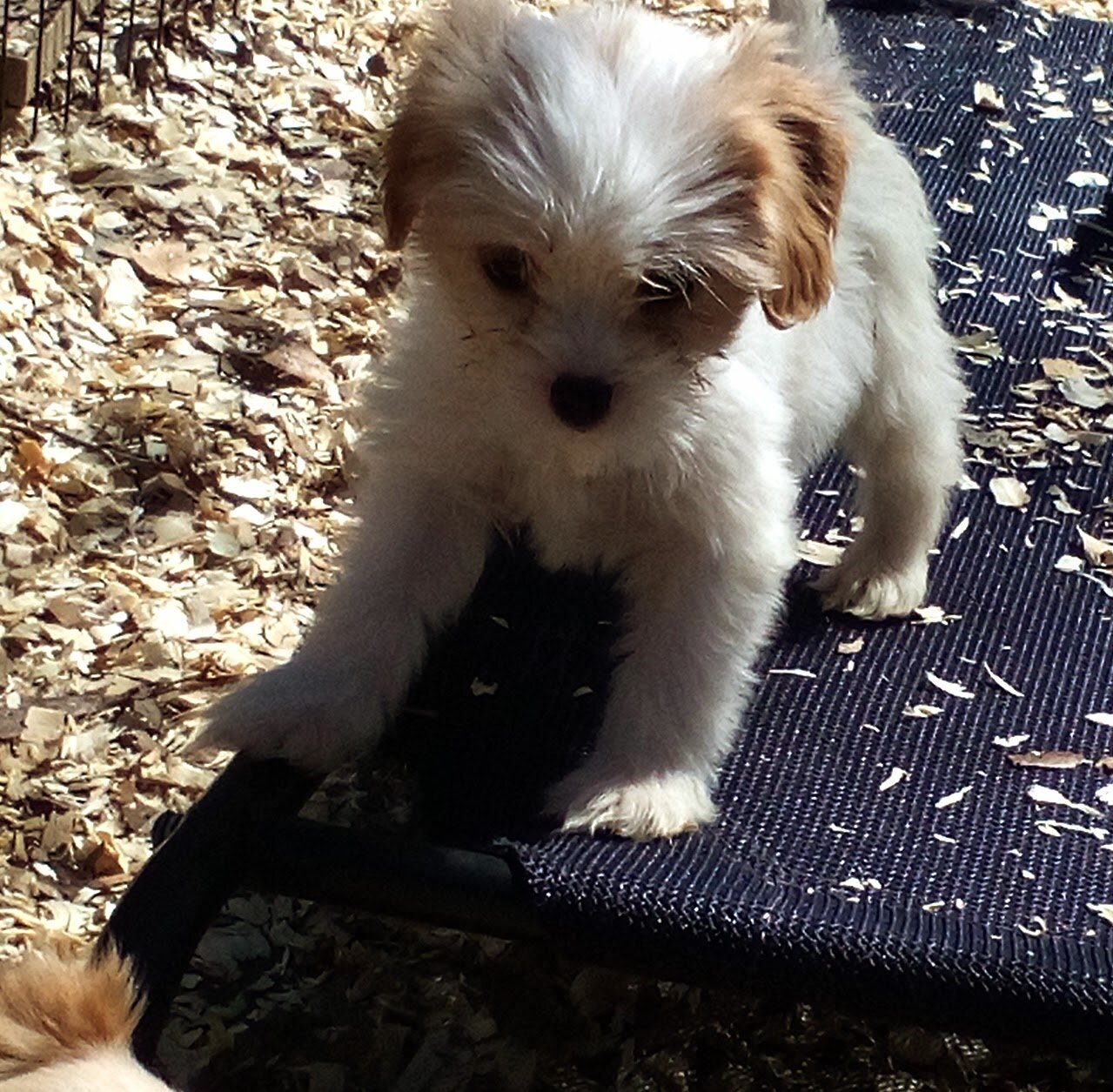 King Charles Spaniel mix image 8