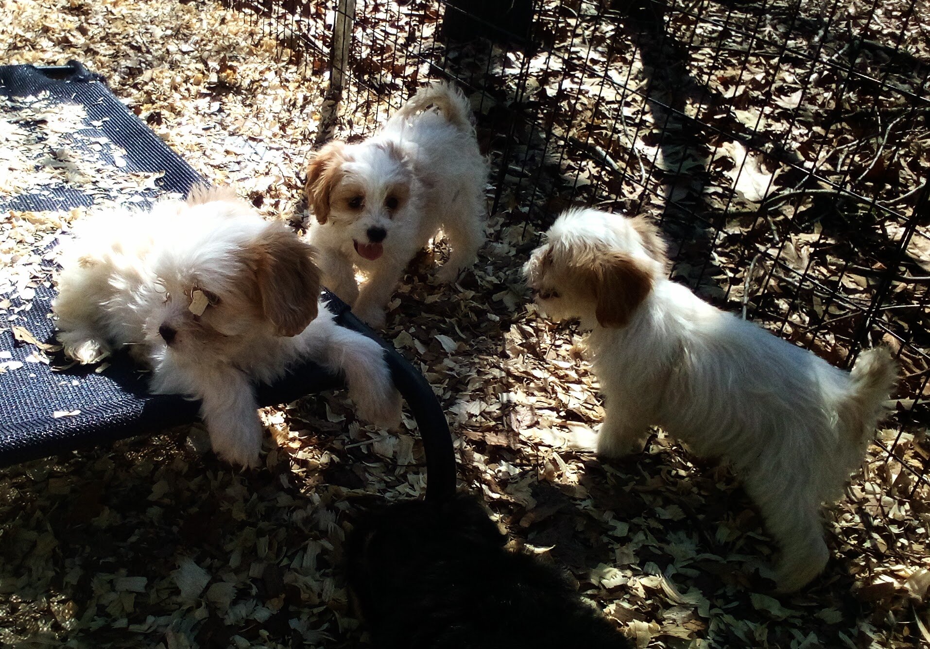 King Charles Spaniel mix image 9