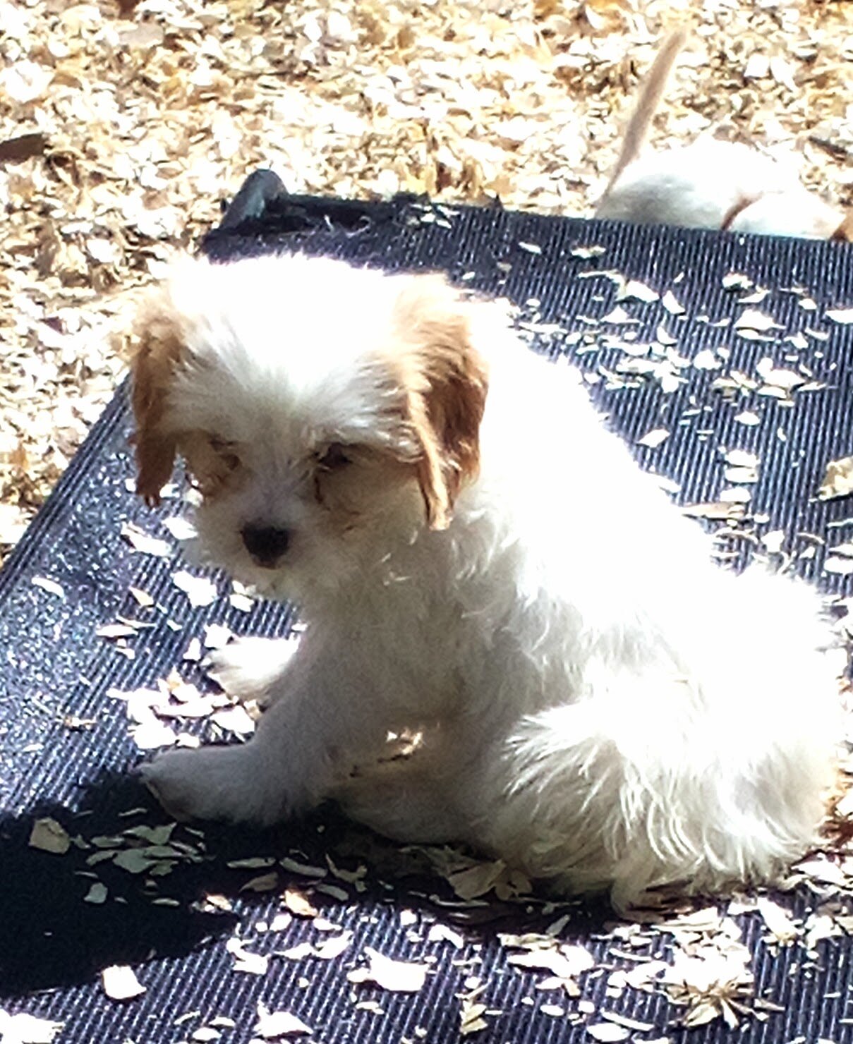 King Charles Spaniel mix image 10