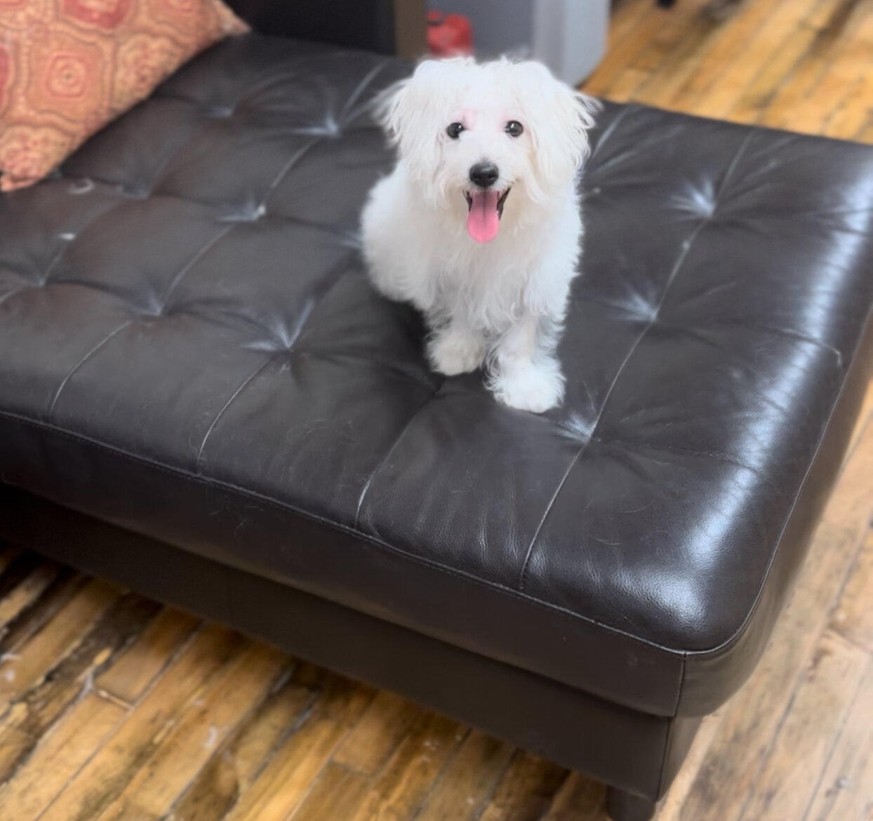 Male Mini Bernedoodle image 2