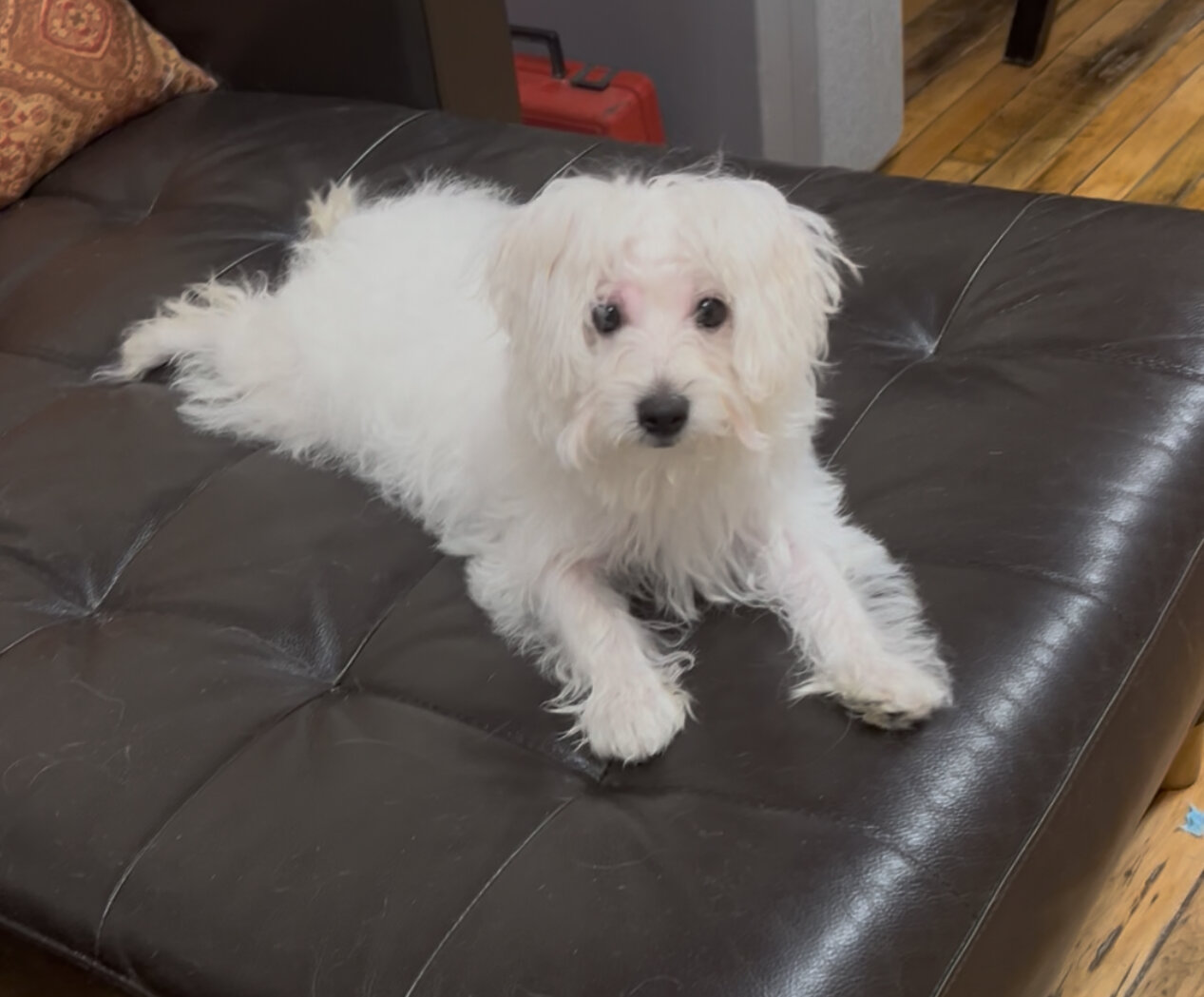 Male Mini Bernedoodle image 1