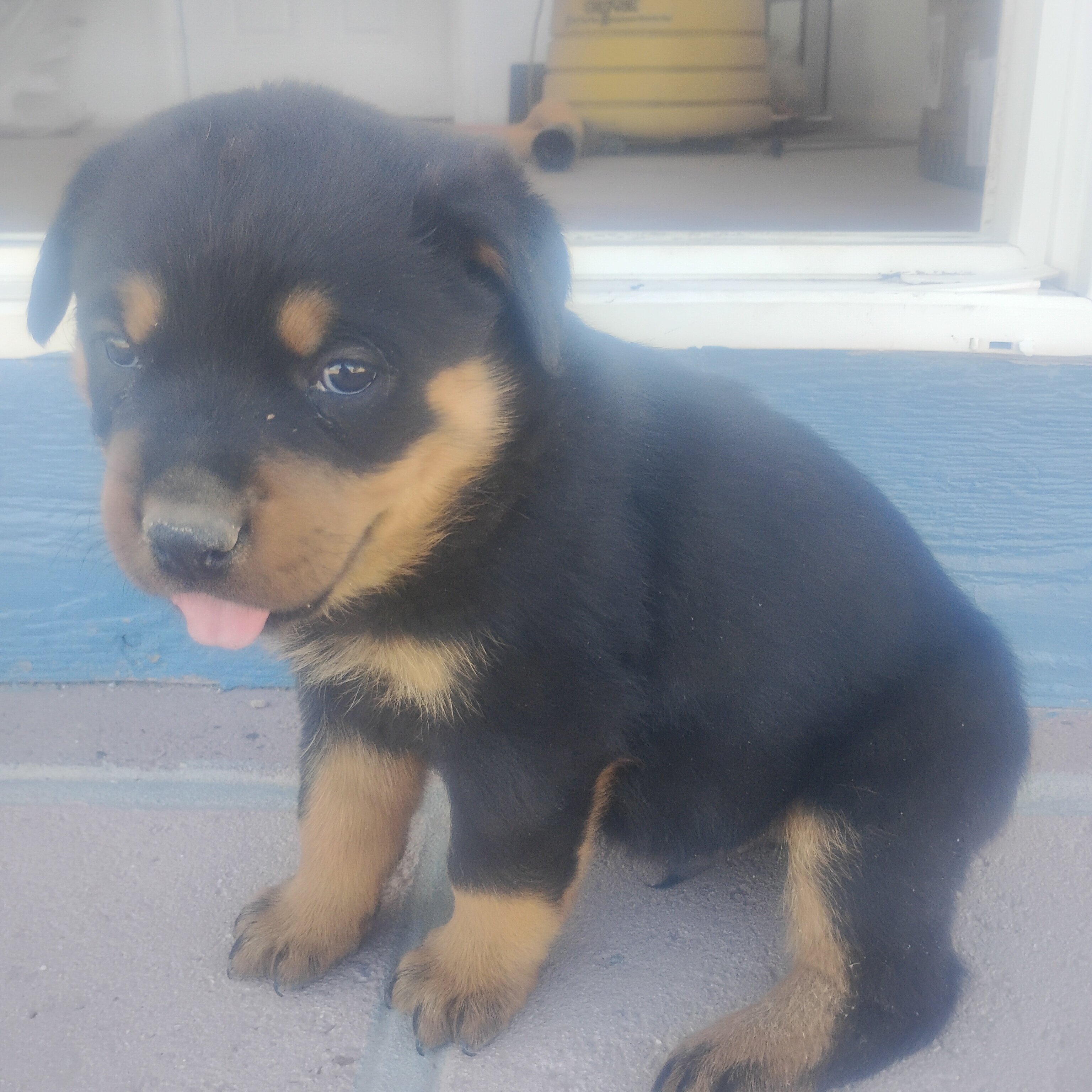 akc german rottweiler pups 6 weeks old image 4