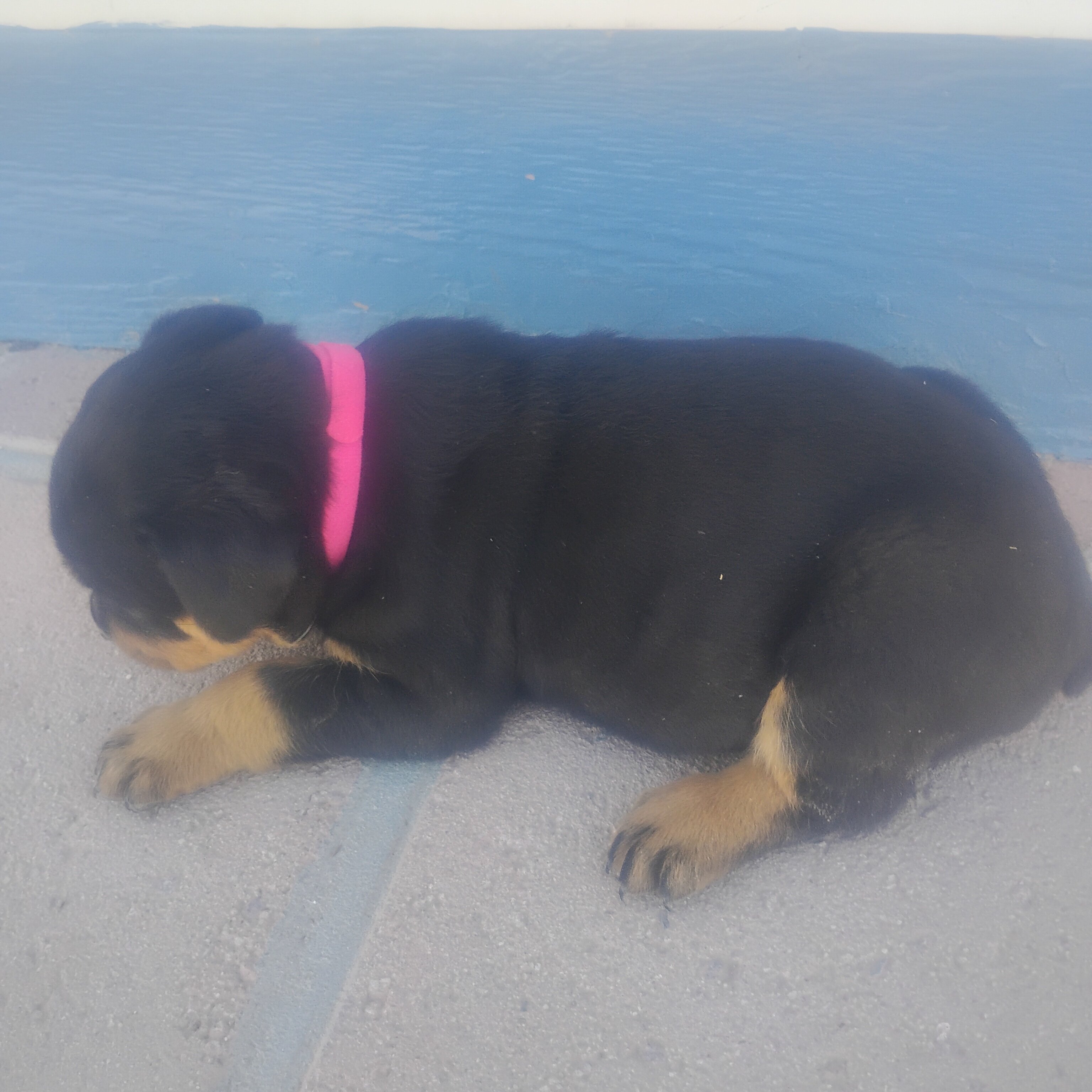 akc german rottweiler pups 6 weeks old image 1