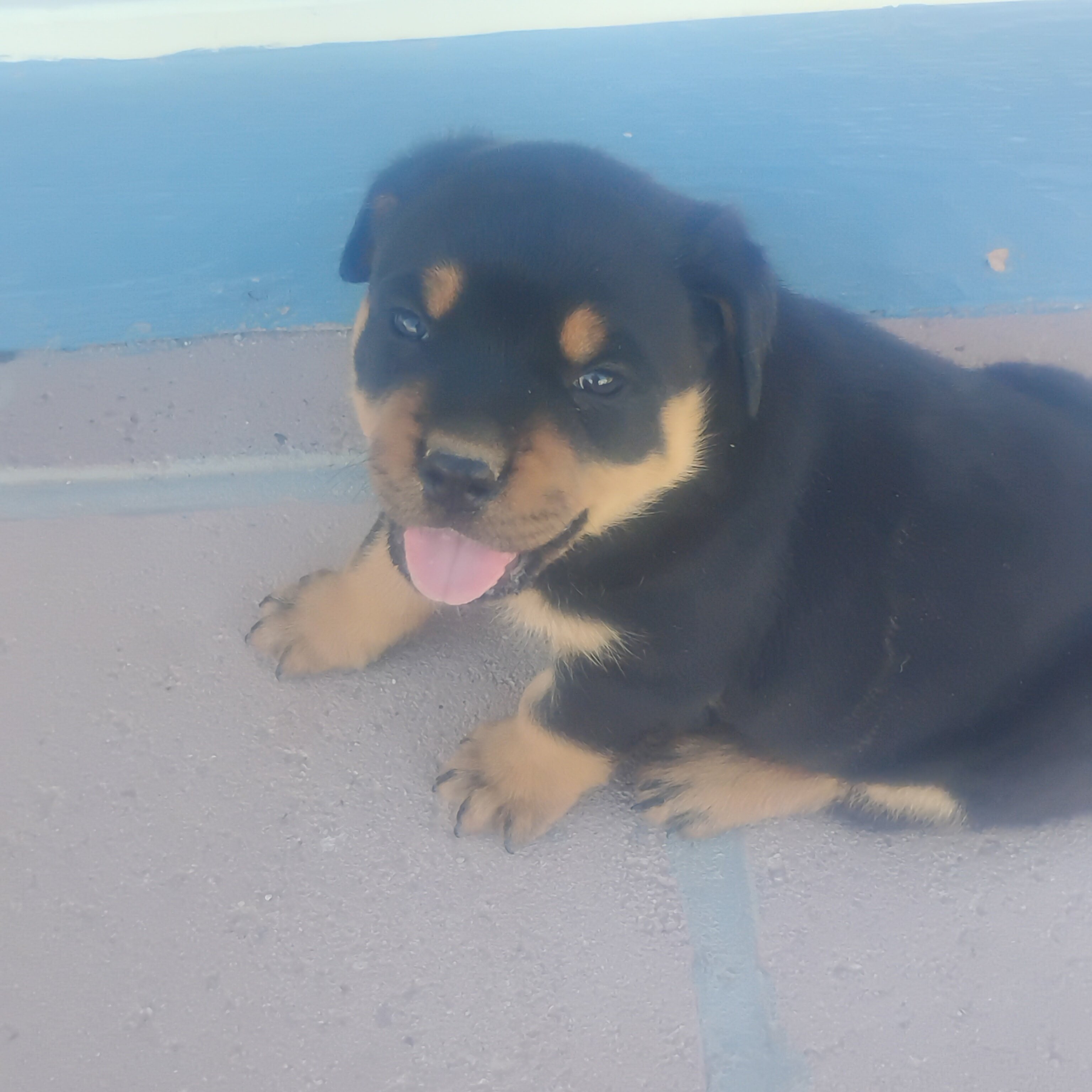 akc german rottweiler pups 6 weeks old image 3